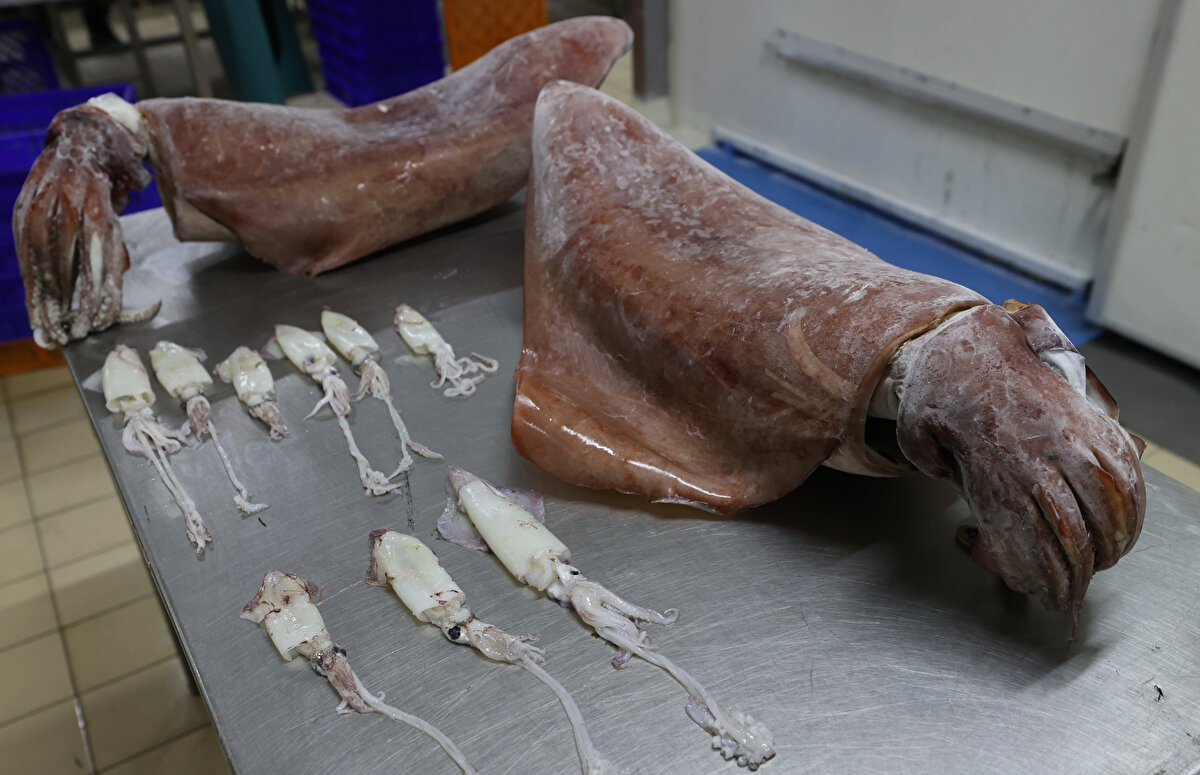 Balıkçıların ağına takılan kalamarla ilgili bilgi veren Akyol, "Bu kalamar türünün isminin Thysanoteuthis Rhombus olduğunu tahmin ediyoruz. Diamond Squid diye de geçiyor. Akdeniz'de görülüyor. İzmir'de biz de buna rastlamadık. Denizlerimizde görülmeye başlanan yeni türlerin balıkçılığa etkisi şu an için tehlikeli boyutta değil. Sular ısındıkça bu türlerin gelişi de artacaktır. Mesela aslan balığının bu kadar hızlı gelmesini beklemiyorduk. Beklediğimizden hızlı geldi" diye konuştu.