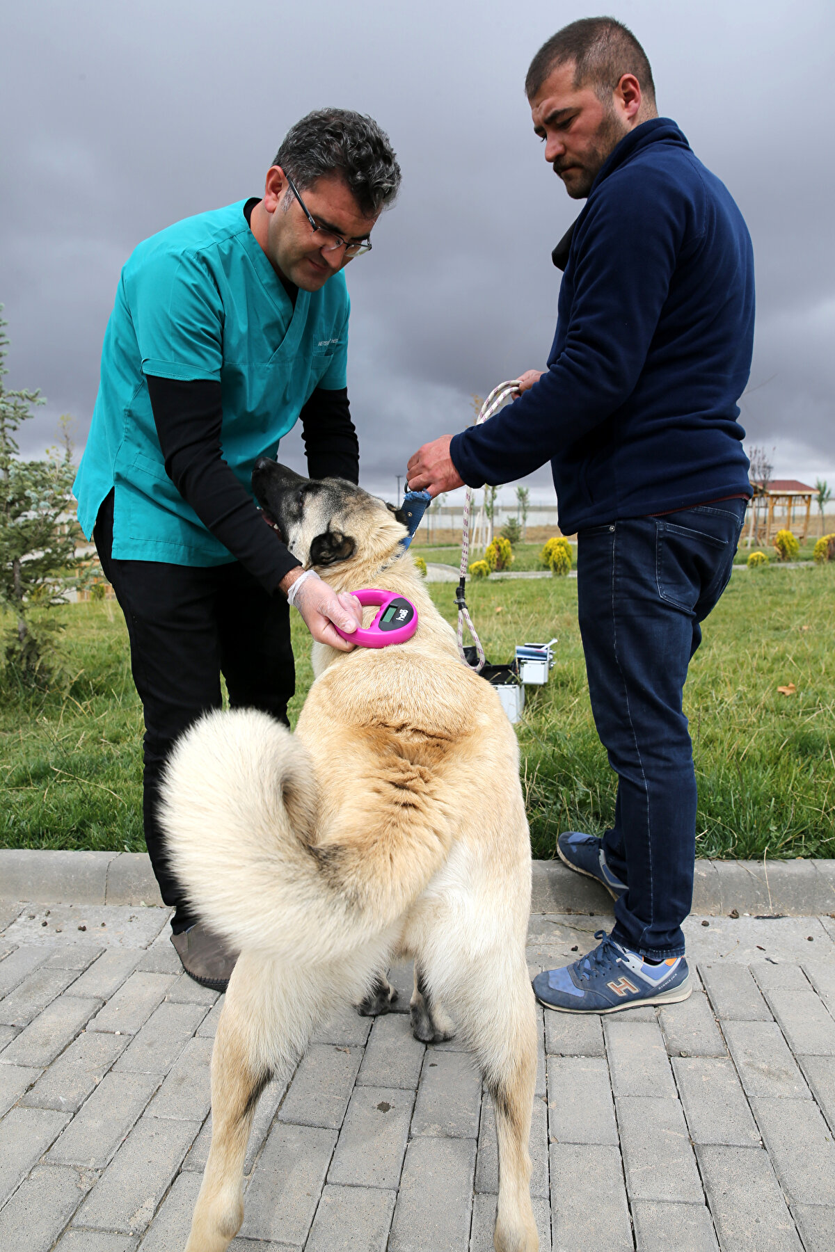 Engin Genç, "Çipleri taktığımızda bütün veriler giriliyor, hayvanın kendine ait bir pasaportu oluşturuluyor. Yurt dışına çıkışlarda da gerekli olacak. Köpekle beraber taşınacak ve gittiği yerlerde de çip numarasıyla veri girişi yapıldığı için bu köpeklerin izi sürülebilecek. Çip okuyucularımızla bunu okuyoruz ve seri numaraları pasaportlarına işli olduğu için hırsızlık olaylarının önüne geçebiliyoruz" diye konuştu.

