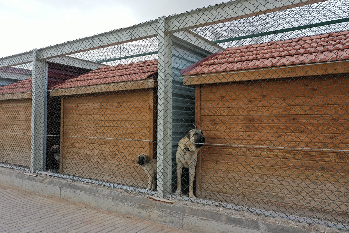 İri cüssesi, cesareti, çevikliği, zekası, sahibine ve görevine sadakatiyle bilinen Kangal köpeklerinin gen yapıları, takılan çip sayesinde koruma altına alınıyor.

