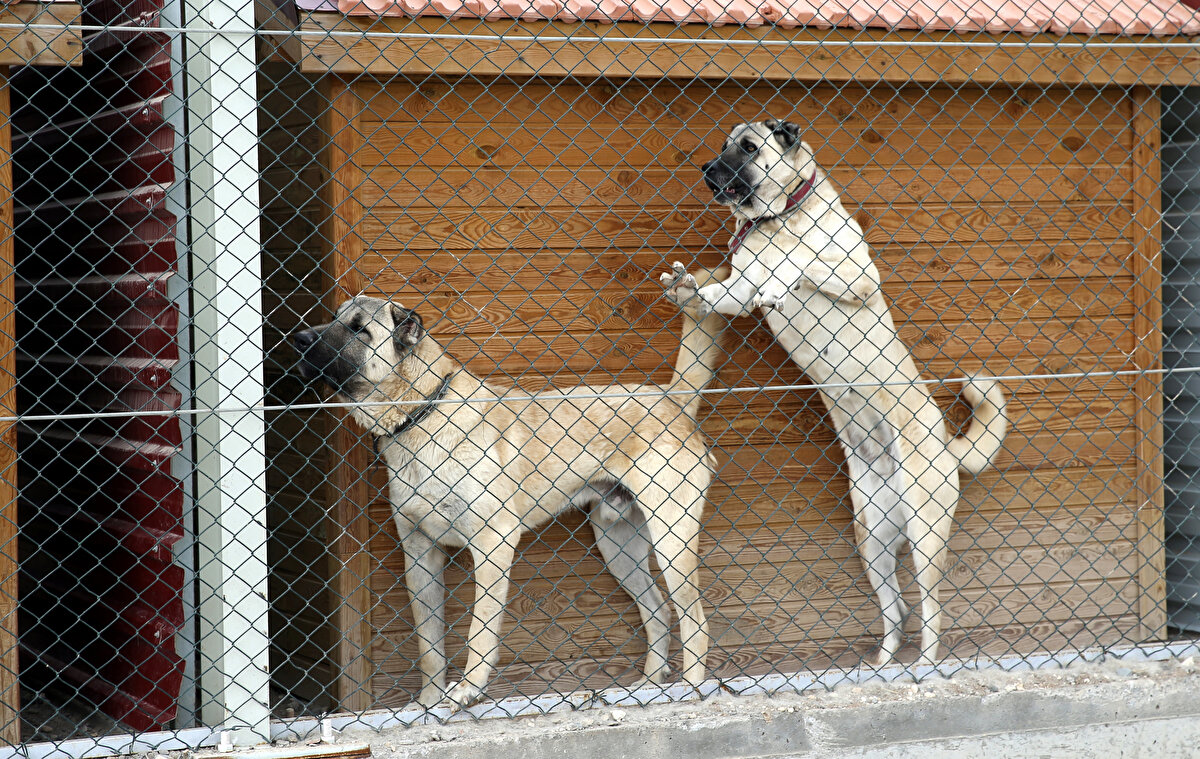 Genç, "Çiplemeyle takibinin kolay ve bir pasaportunun olması, aşı ve tüm müdahalelerin orada toplanması amaçlandı. Çalışmalarımız devam ediyor. Aşılarının takibi, sağlık durumunun takibi ve köpeğin kaybolma durumunda veya başka bir durumda tanınabilmesi için çipin olması gerekiyor" dedi.


