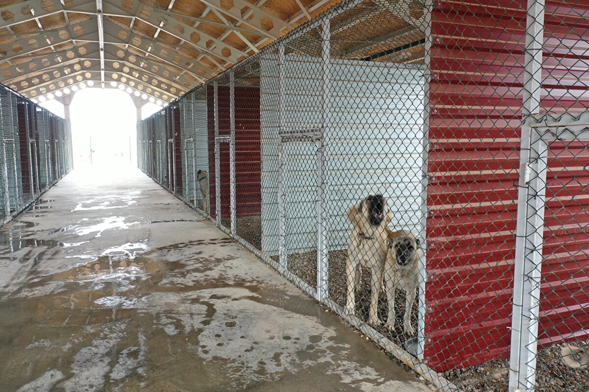 Kangal Köpeği Üretim, Eğitim ve Koruma Merkezi Veteriner Hekimi Engin Genç, Kangal köpeğinin dünyaya açılan penceresi olduğunu belirterek, "Merkezimiz Kangal köpeği üzerine bütün bilimsel çalışmaların, denetimlerin, araştırmaların yapıldığı ve ırkının korunduğu, koruma altına alındığı bir yer olarak faaliyet gösteriyor" dedi.