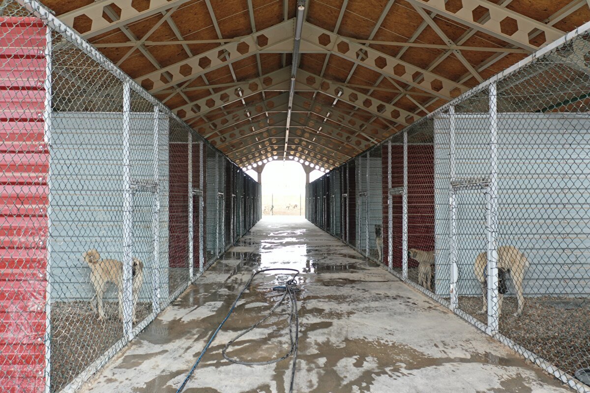 Genetiğinin koruma altına alınması kapsamında, Kangal köpeklerinin deri altına çip yerleştiriliyor.

Modernize edildikten sonra yaklaşık 100 Kangal'a takılan çiplerde, köpeklerin doğum tarihi, soyağacı, geçirdikleri hastalıklar gibi bilgiler yer alıyor.