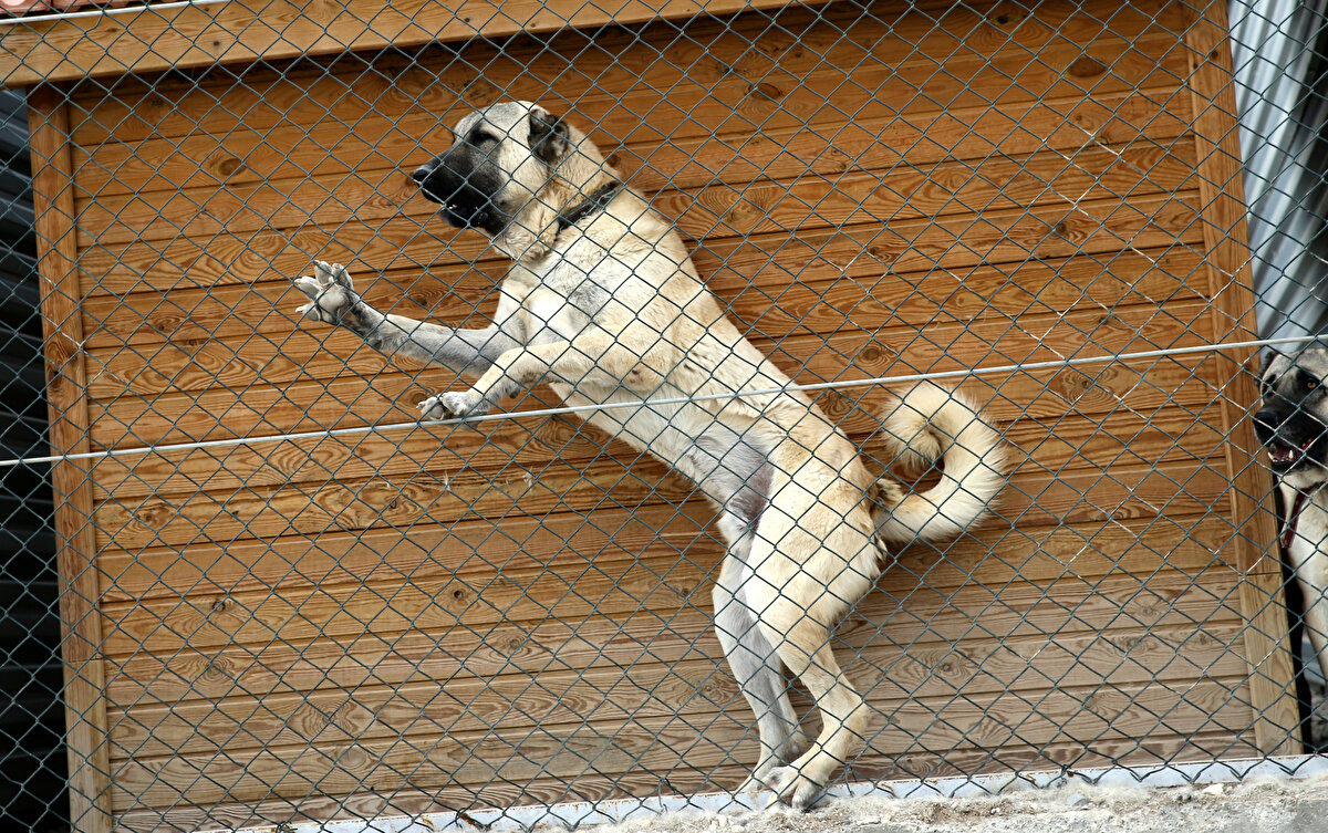 Merkezde modern bir laboratuvarın kurulma çalışmalarının devam ettiğini anlatan Genç, "Aynı zamanda kliniğimiz var. Cumhuriyet Üniversitesi ile beraber ileriye dönük genetik çalışmaların yapılabilmesi için düşüncelerimiz var" dedi. 


