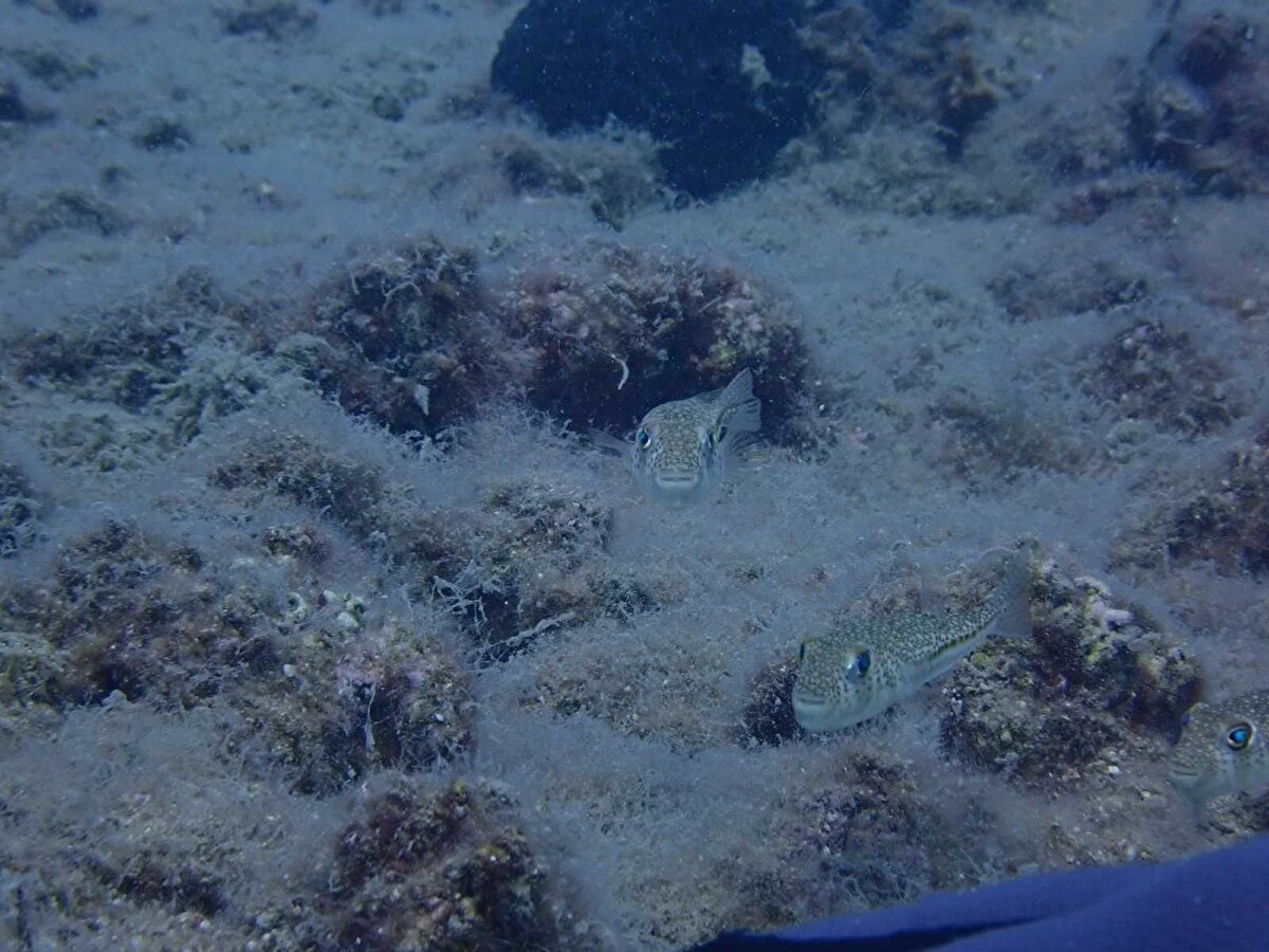 “Hem Mersin hem tüm sahil kentlerimiz, deşarja bağlı bu kirleticiler ya da taban veya yüzey sularına bağlı taşınan kirleticiler yönünden risk altında diyen Prof. Dr. Ayas, Marmara ölçeğinde önerilen eylem planları gibi ileri biyolojik filtreler ve ileri arıtma sistemlerinin tüm kentlerde bir lüks değil, zorunluluk olması gerektiğinin altını çizdi. Önlem için ilgili tüm kurumlara çağrı yapan Ayas, “Belediyeler ve bakanlığa bağlı yerel kurumların ve merkezi otoritenin bir bütün halinde tüm kentleri kapsayacak bir eylem planına ihtiyaç var, çünkü tarımsal üretim sahil kentlerimizde fazla; Antalya'da da öyle Mersin'de öyle. Bir sürü sebze meyve buralarda üretiliyor, çok yoğun tarımsal sular yüzey sularıyla denizlere taşınıyor. Yerleşimler çok fazla, yaz ayalarında sahil kentlerinde nüfus çok çok artıyor. Bu da çok büyük bir kirlilik yükü oluşturuyor. Denizin bunu taşıma kapasitesinin üzerine çıkabilecek bir durum var. Bununla ilgili eylem planları sadece Marmara ölçeğinde değil, tüm kentlerde yapılması gerekiyor ifadelerini kullandı.