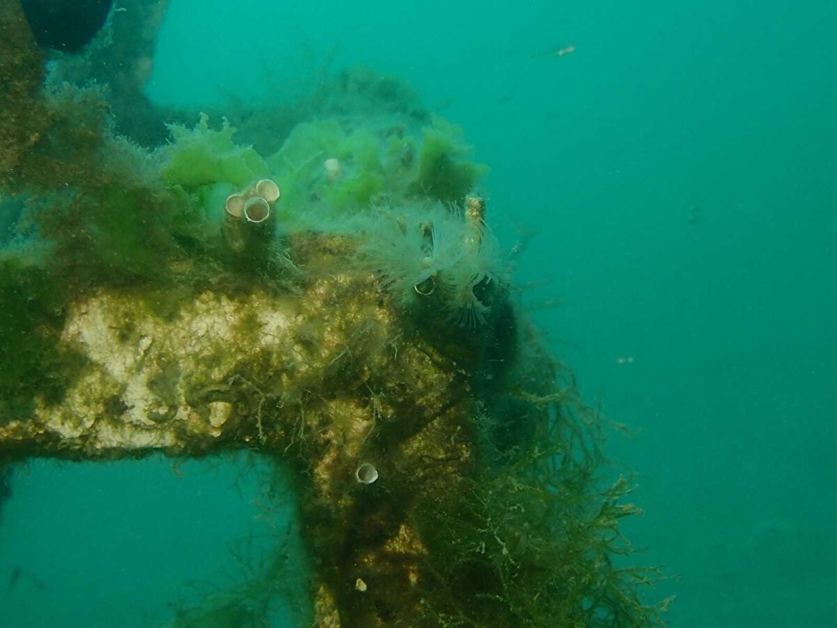 Bu önlemler alınmazsa en başta besin zincirinin etkileneceği uyarısında bulunan Ayas, denizi kirletmenin besin zincirini de kirletmek anlamına geldiğini söyledi. Ayas, “Denizdeki ekosistem içerisinde dengeleri tahrip ediyoruz. Bu açıdan koruma önceliklidir. Denizleri doğal ekosistem olarak kabul etmek zorundayız. Oralar vahşi sistemlerdir, oraya minimum etki prensibiyle koruma öncelikli olarak insanın neden olduğu tüm etkileri minimuma indirmek zorundayız. Bu bir zorunluluk dedi.