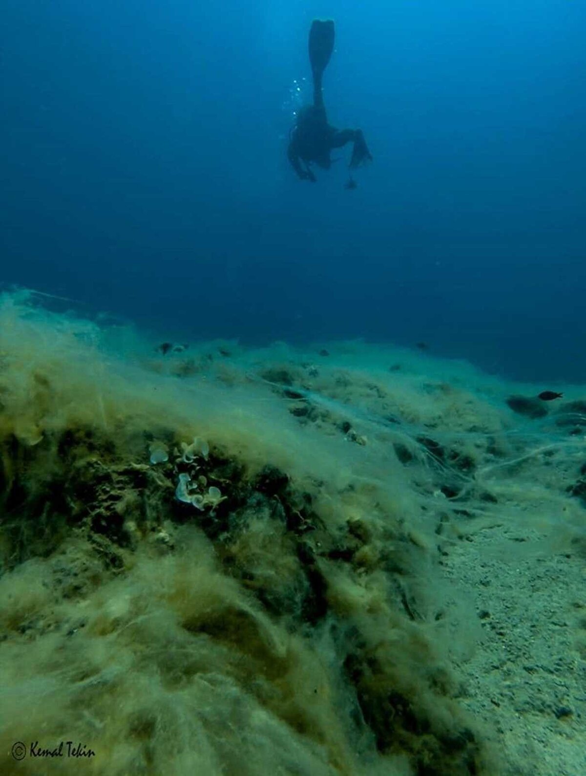 Müsilajın, doğal sistemlerin verdiği bir refleks olduğuna işaret eden Ayas, şöyle devam etti: “Biz kirliliği denize deşarj ediyoruz, sistem de aslında bunu bertaraf etmeye çalışıyor. Aslında sistemin kendini koruma mekanizması. Sistem bize bir uyarı veriyor, 'Burada fazla kirlilik var; ben bunu müsilaj oluşturarak yok etmeye çalışıyorum' diyor. Onu besin zincirine sokuyor, doğal bir bileşik olduğu için bazı balık grupları bunları yiyor. Yani deniz kendi çözmeye çalışıyor. Ama Marmara'da çözemedi, çünkü devasa boyutlara ulaştı. Ayrıca orada balık popülasyonları aşırı sömürülmüş ve bu tüketilebilir boyutların çok ötesine geçmiş. Mersin'de de bu oluşuyor, biz kirletiyoruz, deniz kendini korumaya çalışıyor ve bu müsilaj minimal boyutlarda oluştuğu için besin zincirine direk besin olarak giriyor. Balık ve bazı yengeç grupları bunu tüketerek o kirliliği ortadan kaldırıyor. Ama önlem alınmazsa Mersin'de de bunun devasa boyutlara ulaşmaması için hiçbir neden yok. Özellikle kapalı koy ve körfezlerde, akıntı hızının düşük olduğu yerlerde ciddi riskler görüyoruz. Mutlaka kontrol altında tutulmalı.