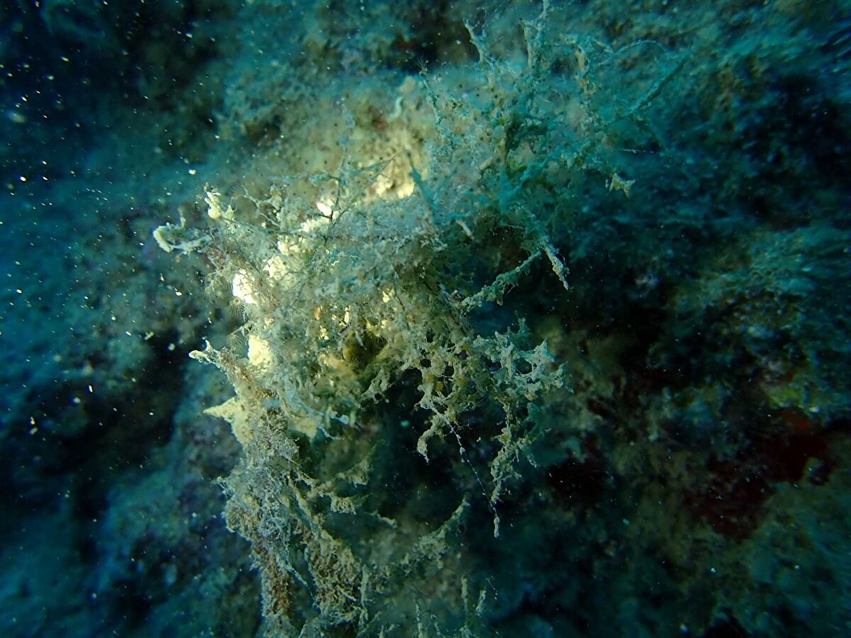 Mersin'de, müsilajın Marmara'daki gibi büyük kütleler halinde oluşmasa bile özellikle uygun yerlerde ciddi problemlere yol açabileceğini dile getiren Ayas, şu anda Mersin'in Silifke ilçesi açıklarındaki Dana Adası ve Boğsak tarafındaki daha kapalı alanlarda müsilaja rastladıklarını ifade etti. Ayas, “Kazanlı'dan Anamur'a kadar bir tarama gerçekleştirmek istiyoruz. Müsilajın geçen sene de oluştuğu dönem ekim-kasım aylarıydı. Bu faaliyet sonucunda Mersin'de müsilajın oluştuğu bölgeleri çok daha net söyleyebiliriz. Ama şu anda akıntı hızının daha düşük olduğu ve kirletici yükünün de biraz fazla olduğu bölgelerde tabi ki oluyor. Göksu Nehri çok önemli burada; kıta içi kirliliği yoğun bir şekilde denize deşarj ediyor. Göksu Nehrinin etkilediği alanlar Dana Adası, Tisan, Yeşilovacık'a kadar ulaşıyor. Öte yandan, Silifke bölgesinde çok yoğun tarımsal aktivite yapılıyor, dolayısıyla gübre sularında da bu kirlilik mevcut. Tabi ki yazlık sitelerin de etkisi var. Biz bu sitelere su sağlıyoruz, belediyelerin görevi bu ama bu çıkan atık suyu ne yapacağımızı düşünmüyoruz. Sorun burada. Küçük, basit filtrasyonlarla bu atık suyu denize deşarj ediyoruz. Çok yoğun bir şekilde azot, fosfor gibi kimyasal molekülleri denize salıyoruz diye konuştu.