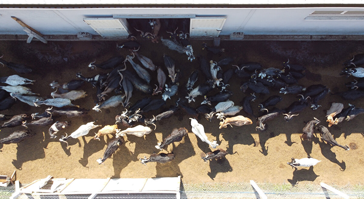 Keçiden elde ettiği sütle sezonda 2 tondan fazla peynir üreterek satan Soydemir, zaman zaman talebi karşılamakta zorluk yaşıyor. Her gün keçilerini otlatmak için doğada olan Soydemir, ailesiyle hayvanlarına baktığı besihanenin yanına yaptığı evde yaşamını sürdürüyor.