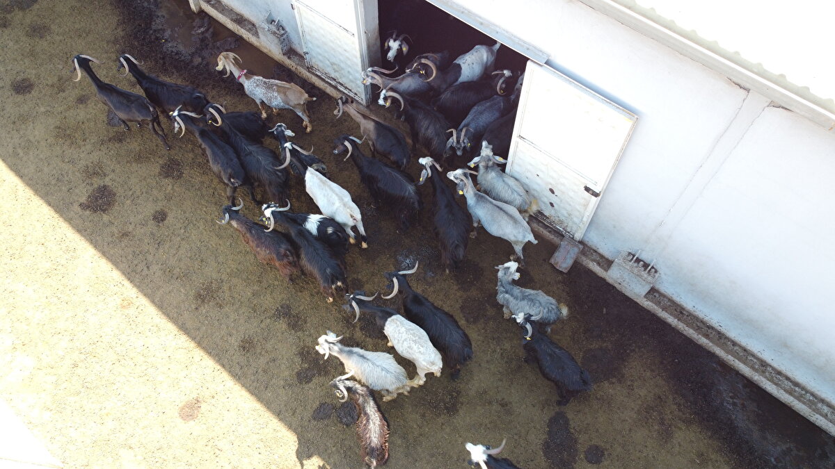 Gölpazarı ilçesi Çukurören köyünde devletten aldığı hibe desteğiyle 1,5 milyon lira yatırım yapan Soydemir 150 koyuna sahip oldu. Daha sonra bölgenin koşullarının daha elverişli olması nedeniyle 2 yıl önce keçi yetiştiriciliğine geçen Soydemir, zamanla hayvan sayısını 600'e çıkardı.