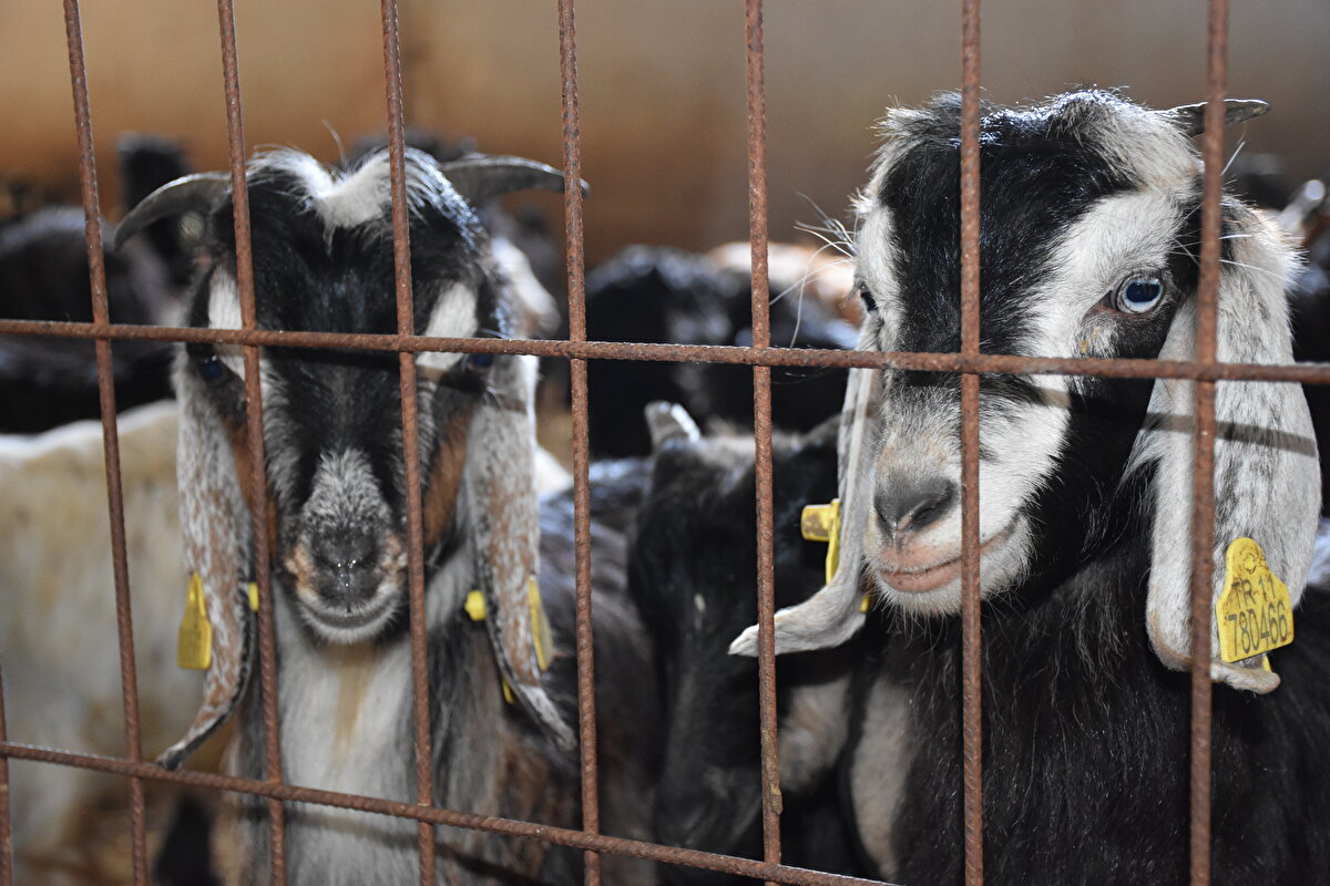 Hayvanlarını her gün arazide otlattıklarını bildiren Soydemir, keçi yetiştirmenin maliyetinin çok düşük olduğunu vurguladı. Bu sayede hem oğlak sattıklarını hem de sütünü sağıp peynir yaptıklarını dile getiren Soydemir, "Bu sezon 2 tondan fazla peynir sattım. Ürettiğim peyniri eşe dosta veriyorum, herhangi bir firmaya ya da zincir markete de satmıyorum. Ona rağmen peynir yetiştiremiyorum." dedi.