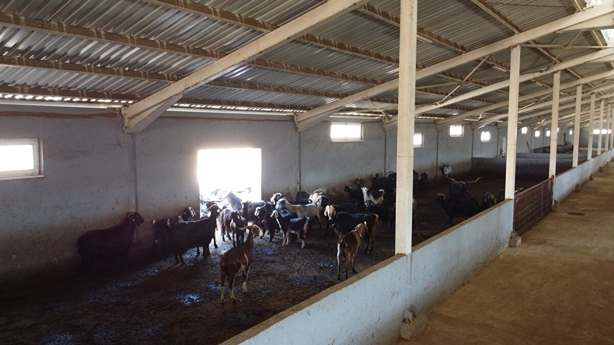 İki çocuğundan birinin İstanbul'da, diğerinin ise Bilecik'te doğduğunu aktaran Soydemir şöyle devam etti:
"İstanbul'da çocuğum doğduğunda sabah işe gidiyorum çocuk uyuyor, akşam eve geliyorum uyuyor. Çocuğumun yüzünü göremiyordum. İstanbul'un havasından dolayı ne kadar iyi bakarsanız bakın 2 ayda bir illa ki hastanenin kapısını çalıyorsunuz. 5 yıldır buradayım. Burada bir oğlum oldu, 1 yaşına giriyor. Daha hastanenin kapısını çalmadık. Sabah kalkıyorum, kahvaltıyı onlarla yapıyorum. Kızım benimle hayvan otlatmaya geliyor. 24 saat ailemle iç içeyim."