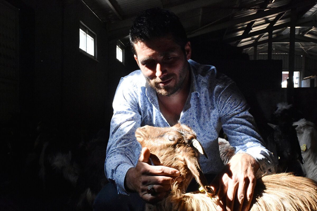 Soydemir, sürüsündeki keçi sayısını artırmak istediğini ifade etti.
Peynire yoğun talep olduğuna dikkati çeken Soydemir, "Bölgede normalde büyük çapta hayvancılık yapan olmadığı için oğlakları yetiştirdiğimde satışlarında da problem yaşamıyoruz. Hayvancılık çok bereketli, etinden sütünden her şeyinden faydalanıyoruz." diye konuştu.