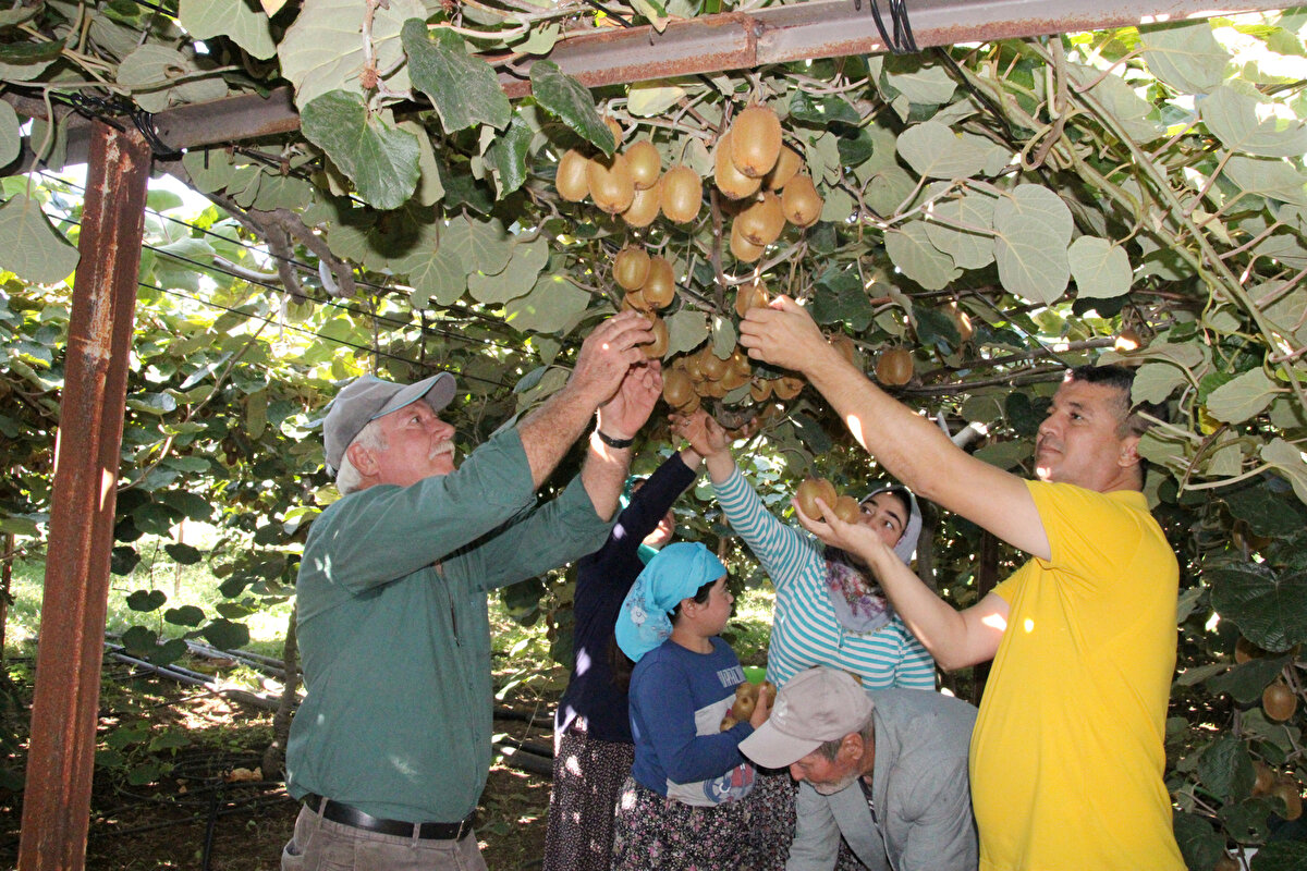 Şahin, Mersin ili Erdemli ilçesi 850 rakımda Hüsametli Mahallesi'ndeyiz. Kimileri burada kivi olmaz, burada nem yok, buranın ekolojik şartları uygun değil demesine rağmen kaliteli, standartların üzerinde bir kivi üretimi gerçekleştirmiş durumdayız. Üretmiş olduğumuz bu kivilerin şu an için hasadını gerçekleştiriyoruz ve Ukrayna'ya ihraç edilmek üzere Hüsametli Mahallesi'nden pazarlıyoruz. Hasat etmiş olduğumuz kivinin dalında kilo fiyatı 8 TL'dir dedi.