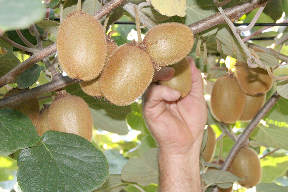 oprak yapısı ve güneşlenme süresinin bölgedeki kiviye ayrı bir lezzet verdiğini anlatan Şahin, C vitamini bakımından zengin olan kiviler burada kırmızı toprağın zengin bir organik madde yüklü olmasından, aynı zamanda güneşlenme süresinin uzun olmasından dolayı ayrı bir lezzette sahip. Bu da iyi bir tercih sebebi oluyor diye konuştu.
