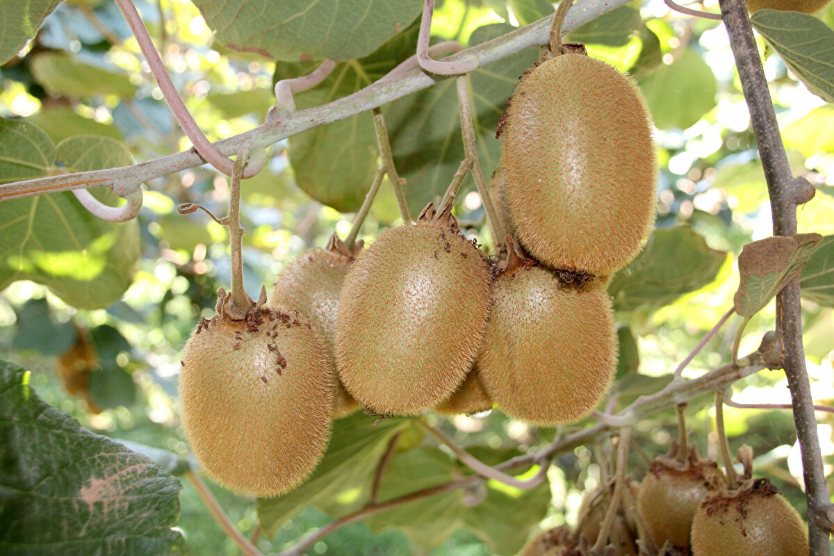.Erdemli'de bu yıl kivi yetiştirilen yaklaşık 800 dekarda 500 tonun üzerinde ürün bekleniyor. Her yıl üretim sahası artan kivinin yörede hasadının bir ay daha sürmesi bekleniyor.