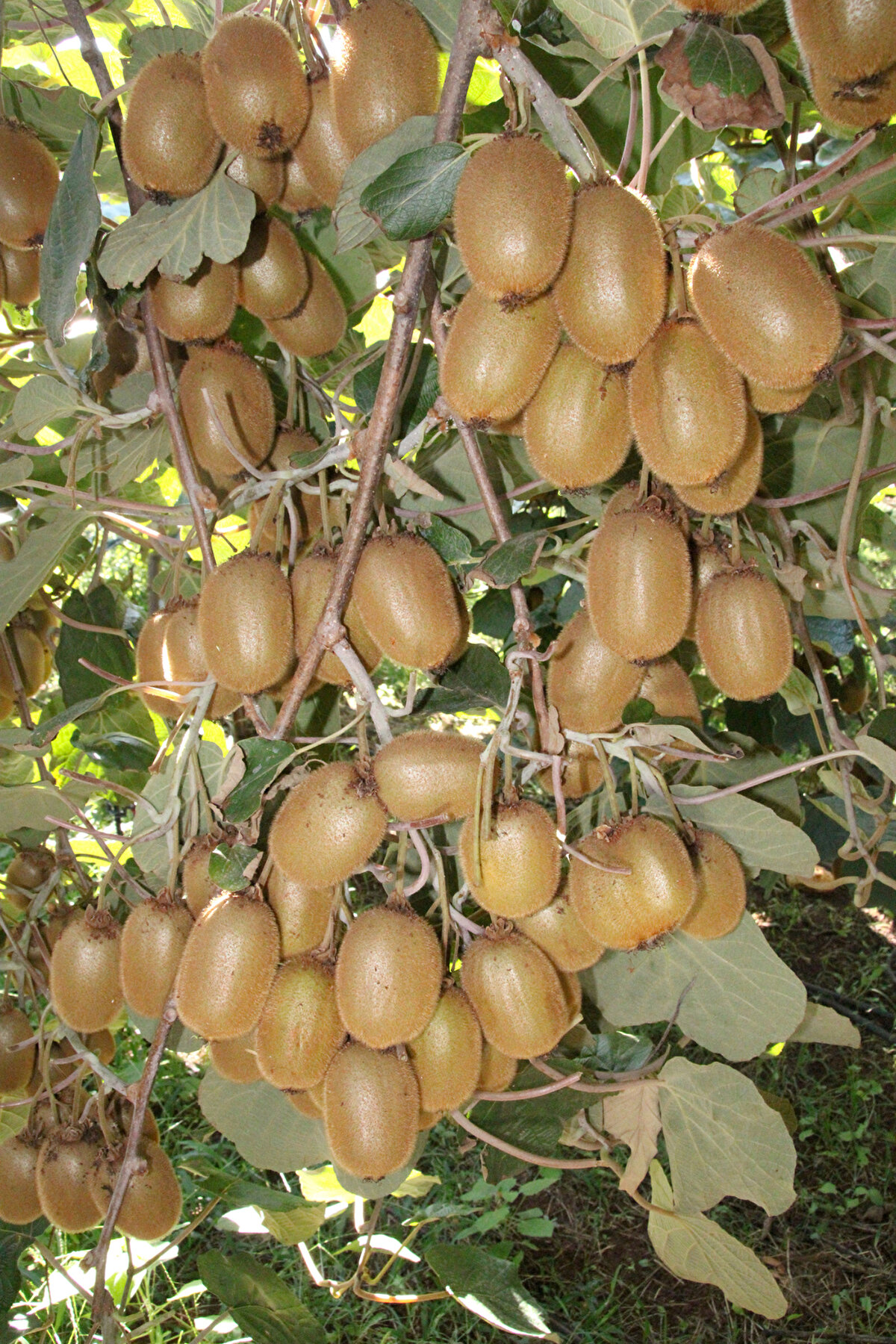 Üretici Celalettin Sarı ise, 5 yıl önce buraya kivi bahçesi kurduk. Bazı arkadaşların aksi yönde, burada kivi olmaz demelerine rağmen 3 yıldır meyve alıyoruz. Yetiştirdiğimiz meyveler yüksek kaliteli olmasından dolayı şu anda ihracata gidiyor. Daha itinalı bakımla daha da kaliteli meyveler alacağımızı tahmin ediyoruz dedi.