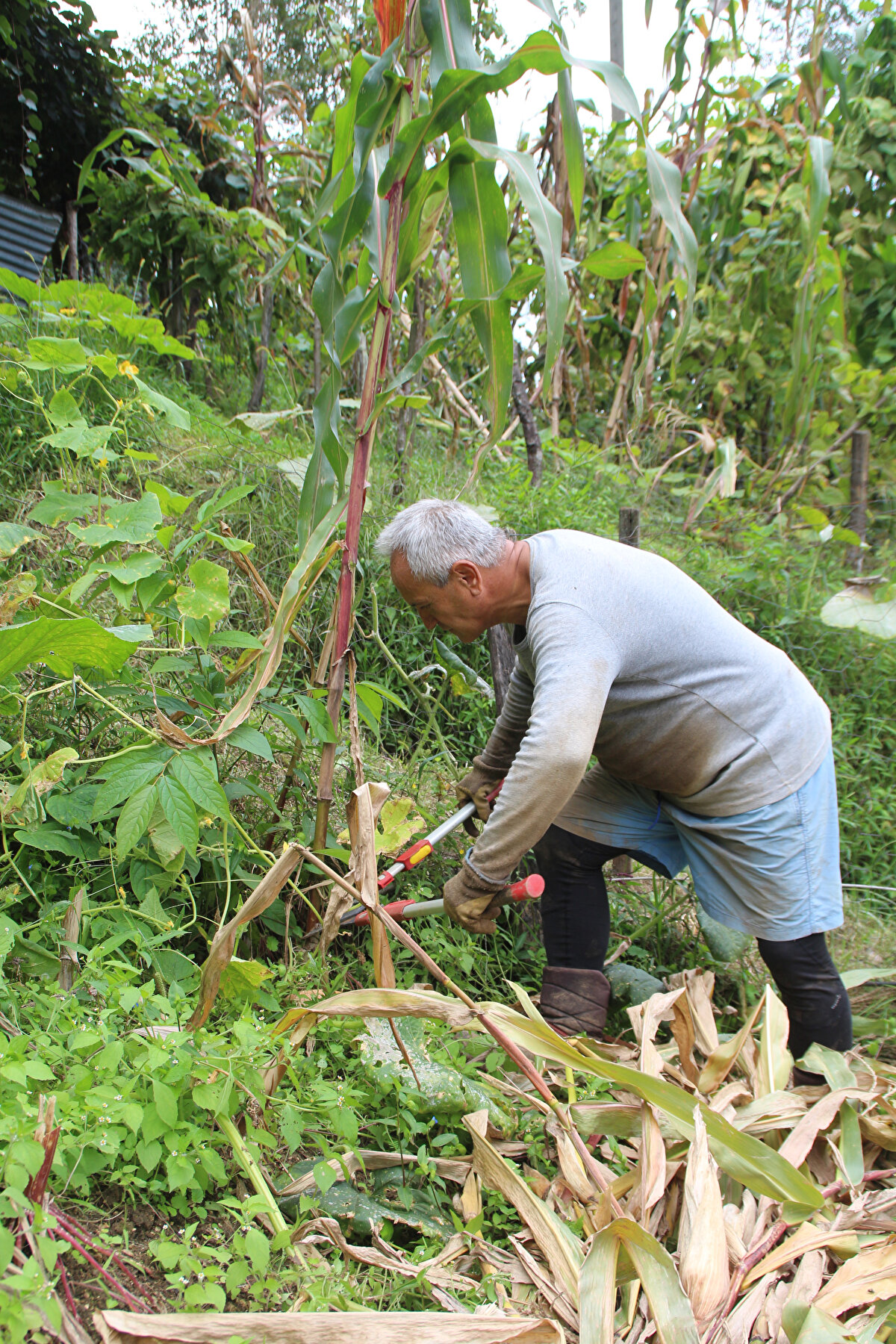 Şimdi gördüğüm kadarıyla köylerde çalışan kalmadı. Çayı da dışarıdan günlükçü tutup onlara toplattırıyorlar. Köydeki çiftçilik işleri ihmal ediliyor. Burası eskiden büyük bir köydü, herkesin hayvanı vardı. Şu an köylerde eski üretim kalmadı. Dolayısıyla eski yaşam tarzı da artık kalmadı, diyebilirim dedi.