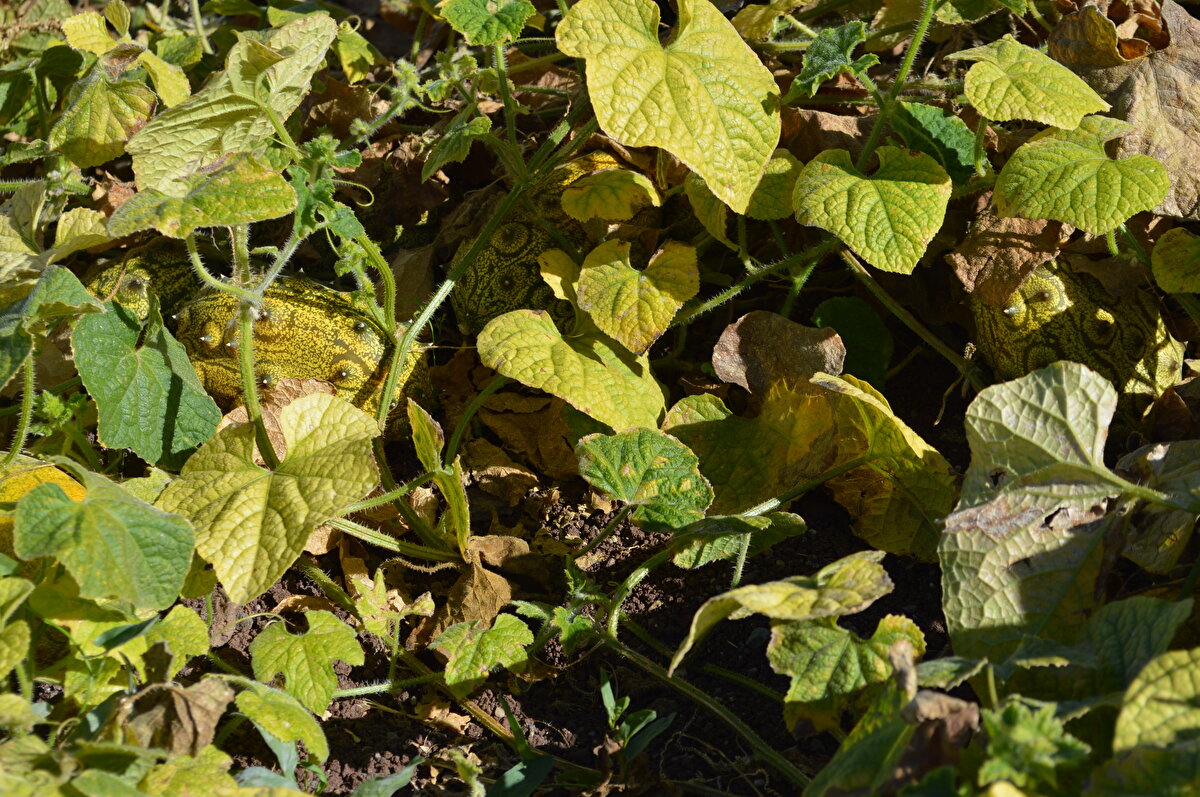 İlerleyen yıllarda farklı tropikal meyveler yetiştireceğini belirten Tanyıldızı, şunları söyledi:  Meyveye dönüştükten sonra 'faydaları ne olabilir' diyerek araştırma gereği duydum. Bağışıklık sistemini güçlendirdiği, cilde, saç sağlığına, prostat ve idrar yolu enfeksiyonlarına faydalı olduğunu ve yüksek miktarda C vitamini içerdiğini öğrendim dedi.