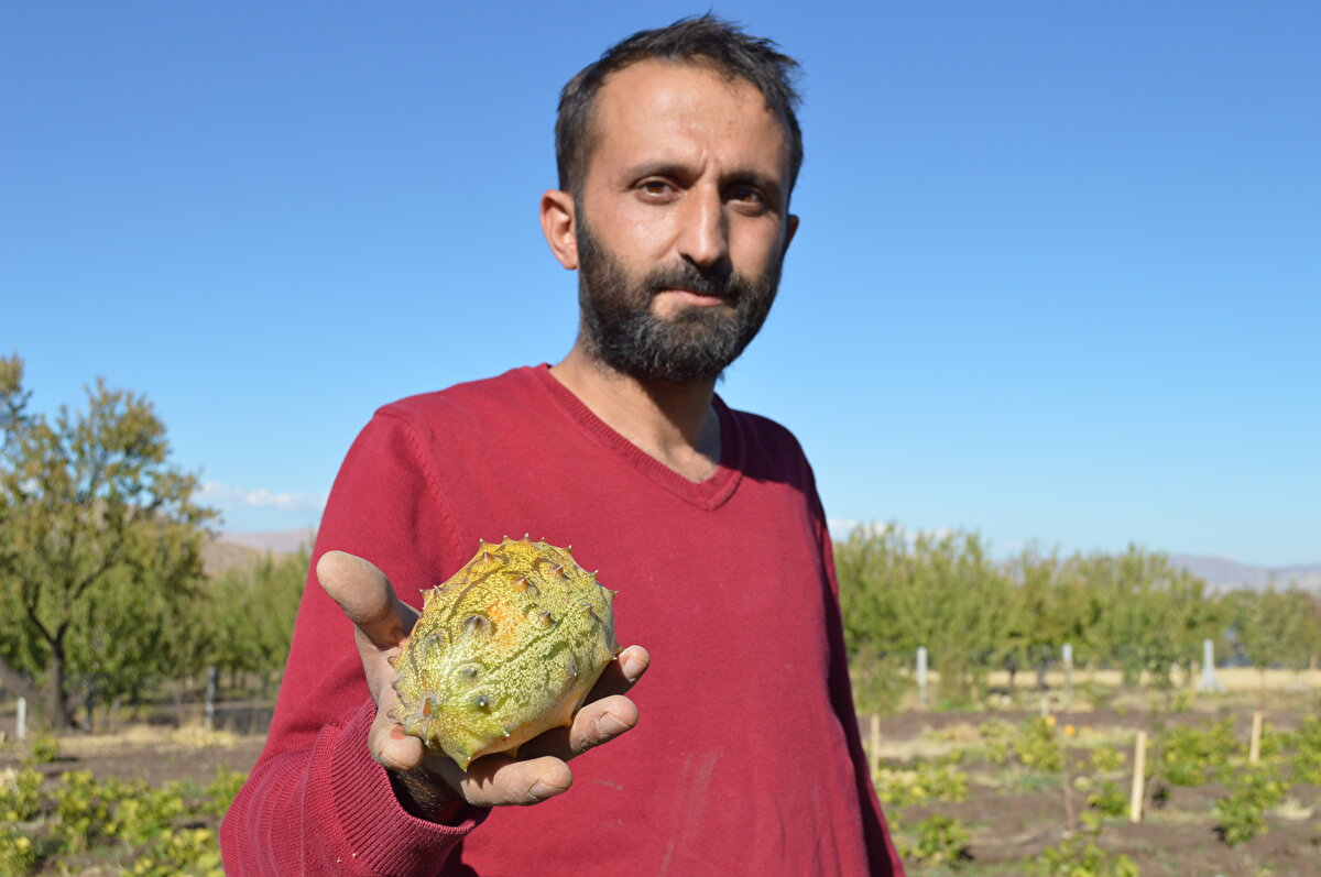 Elazığ'da yaşayan 3 çocuk babası Telha Tanyıldızı, Harput bölgesindeki Gökçebağlar köyünde bulunan arazilerini hobi bahçesine çevirmeye karar verdi. Ata tohumu aramaya başlayan Tanyıldızı, İpekyolu Gençlik Merkezi'nce tohum tedarik edildiğini öğrendi. Başvuru yapan Tanyıldızı, Afrika kavunu olarak bilinen kiwano meyvesini istedi. 