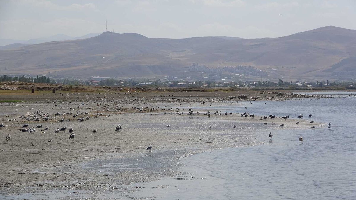 Çekilmeyle birlikte fore kazıklarının çakılı olduğu iskelelerin gün yüzüne çıktığını dile getiren Birol, “Van Gölü’nde 1,5 metreye yakın bir düşüş söz konusu. Bu da bizi korkutuyor. Kuraklık özellikle bu sene Van Gölü’nde ciddi sıkıntılara yol açtı” diye konuştu.

