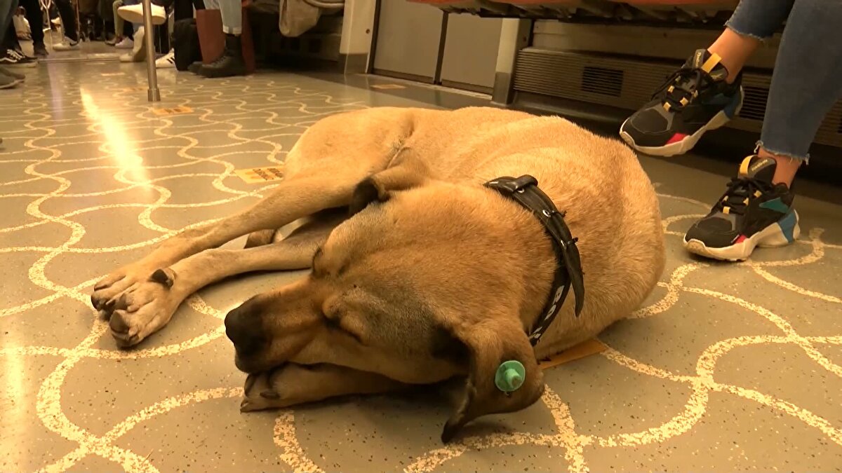 Mustafa Kaya is "Böyle uslu bir yolcumuz var yalnız maskesi yok. Sakin, temiz, ağır ağır yatıyor. Çok güzel bir uygulama umarım uzun ömürlü olur ve trenlerde gezer" ifadelerini kullandı.