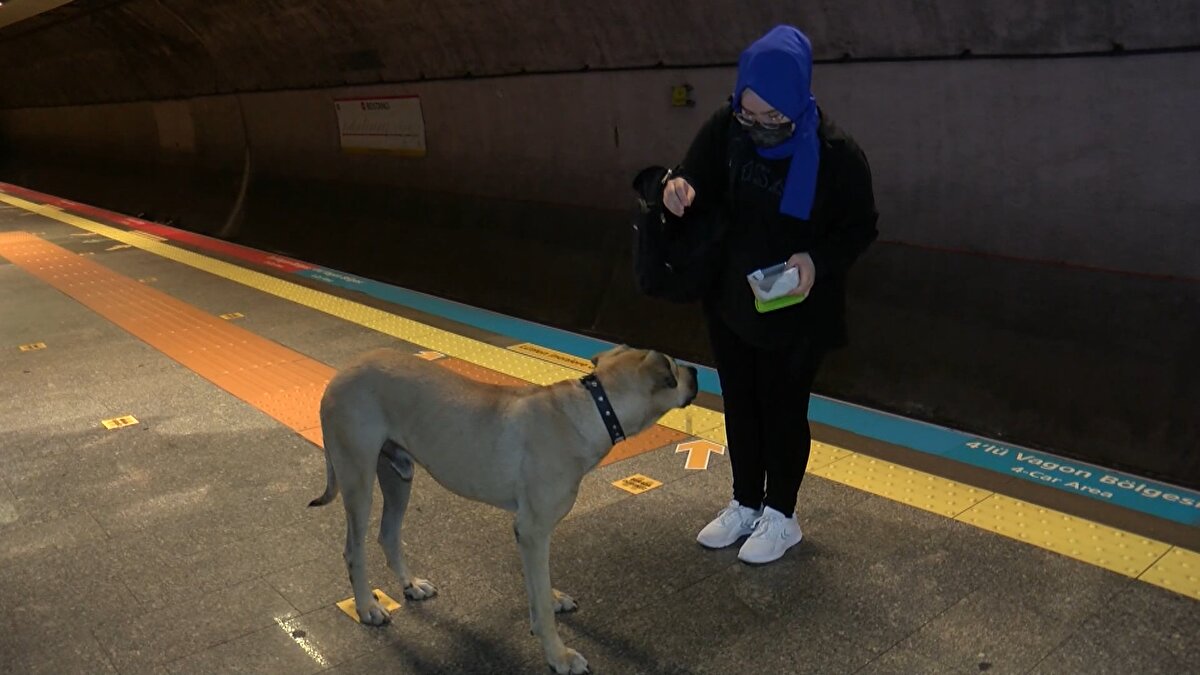 Metro İstanbul İşletme Müdürü Ömer Taşkara, Boji'yi anlık olarak takip ettiklerini belirtirken, "Boji, sakin ve huzurlu bir köpek. Aynı zamanda özgür ruhlu bir köpeğimiz. Boji'nin aç mı susuz mu olduğunu kontrol edebilmek için trenlerimizde hangi bölgede olduğunu tespit edebilmek için bir çip taktırdık. İBB Veteriner Hizmetleri Müdürlüğü'nün uzman ekiplerinin destekleriyle birlikte bir çip taktırdık. Boji'yi anlık olarak takip edebiliyoruz. Günde hemen hemen tüm İstanbul'u geziyor. T4 Kabataş-Bağcılar, T3 Kadıköy-Moda, M4 Kadıköy - Tavşantepe hattımızı belli aralıklarla kullanıyor. Şu an Boji uygulama üzerinden Göztepe durağında gözüküyor. Boji bugün Göztepe'den bindi Kartal'da indi. Kartal'dan tekrar binip Tavşantepe'ye gitti. Tavşantepe'de indi tekrar Tavşantepe'den Bostancı istasyonuna gitti. Az önce de aldığımız bilgiye göre Bostancı'dan binip Göztepe istasyonu civarında. Boji çok hızlı geziyor, başına bir şey gelmiş mi diye kontrol etmek amacıyla çipleri taktık. Uygulama tamamen Boji'ye özel Boji'yi takip amaçlı kullanıyoruz" dedi.
