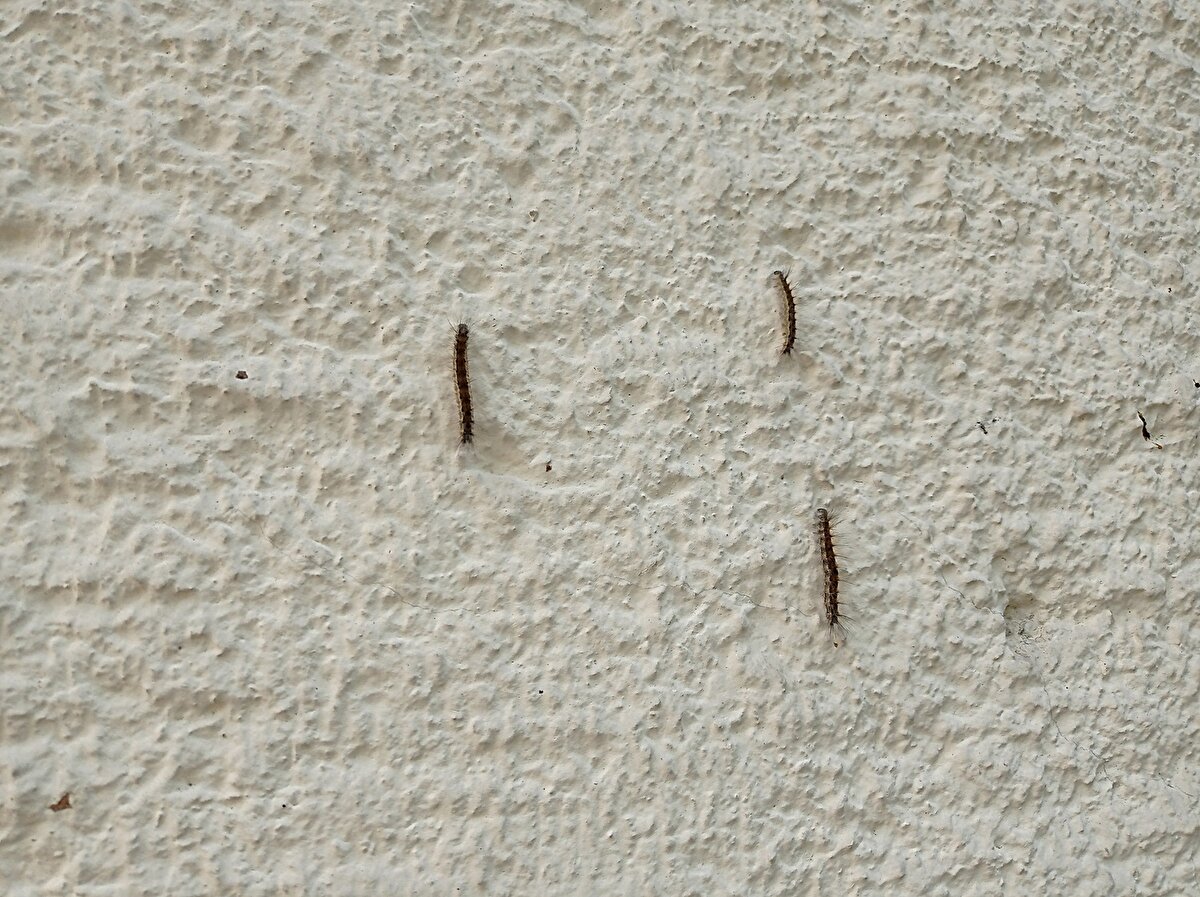 Düzce'de 1997 yılından itibaren görülmeye başlanan 'Amerikan beyaz kelebeği zararlısı' birinci döl zararı, haziran ayında ortaya çıkmaktadır. Birçok bitkide beslenebilme kabiliyetinde olan bu zararlı, mücadele edilmediğinde popülasyonunu artırarak farklı alanlarda yeni zararlara neden olabilmektedir. 