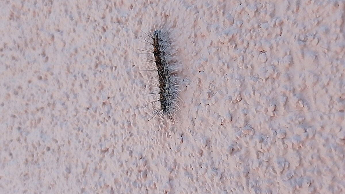 Kentte haziran ayı başından itibaren fındık bahçelerinde görülen ve yaprakları yiyerek üreticileri zarara uğratan 'Amerikan beyaz kelebeği'nin tırtılları, özellikle ağaçlık alanlarda bulunan ev ve binaların duvarlarını sardı.