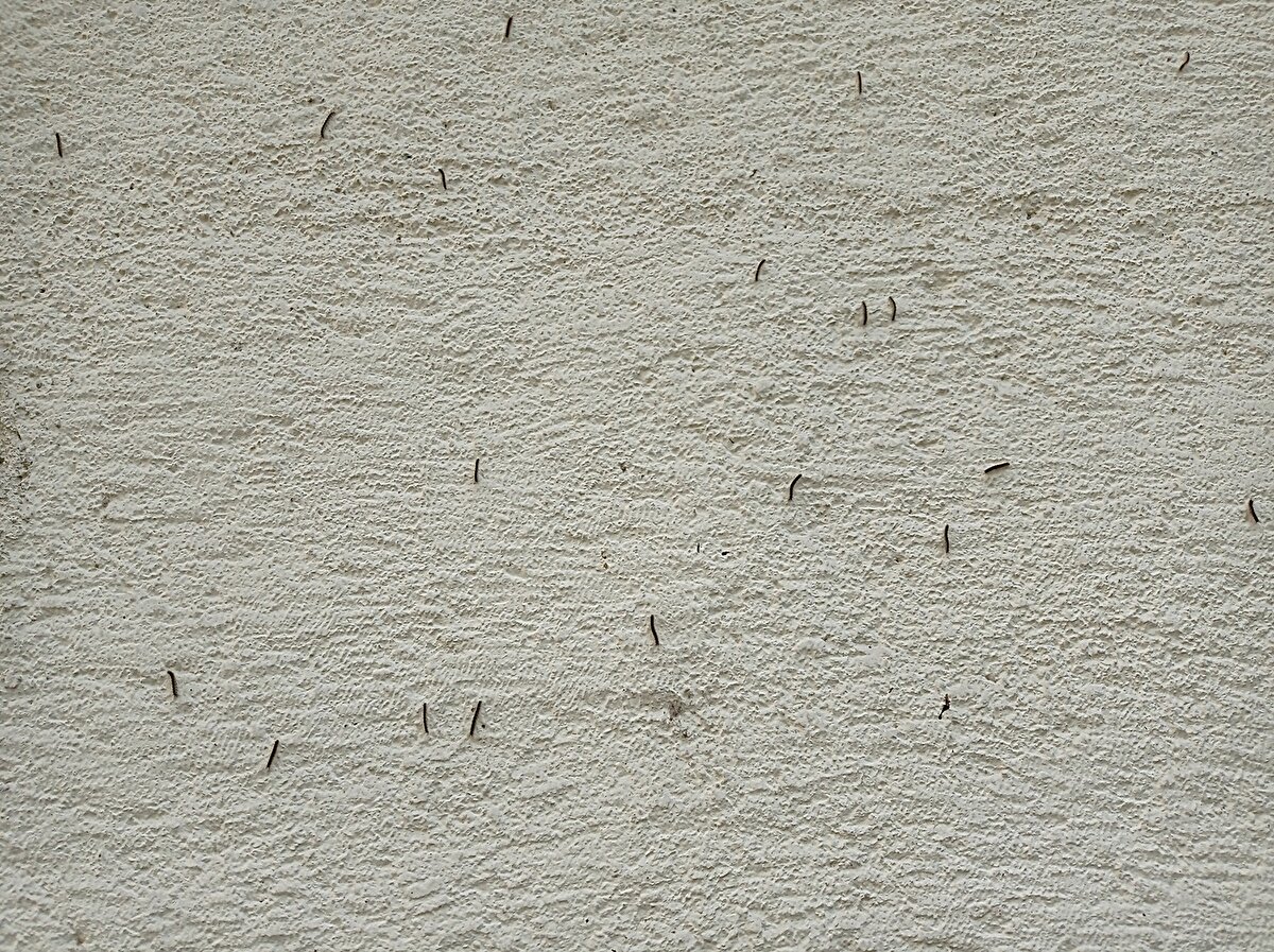 Yapılan akademik çalışmalarda bu zararlının 628 farklı bitki türünde zarar meydana getirdiği, öncelikle en çok dut ve akçaağaçlarda görüldüğü, ayrıca diğer bitkilerden elma, armut, kiraz, fındık bahçeleri ve hatta kavak gibi bitkilerde de zararı tespit edilmiştir.  Açıklamada zararlının lavra bıraktığı ağaçlarda budama ve ilaçlama yapılarak mücadele edilmesi gerektiği de belirtildi. 