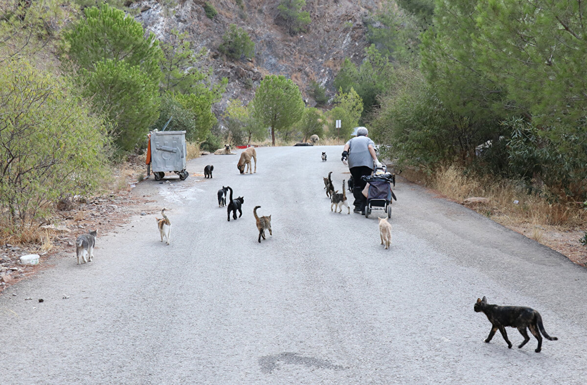 Kendisi de yıllarca evinde kedi bakan Gürgün, 10 yıl önce emekli olunca sokak hayvanlarına yardım eli uzatmaya başladı.
