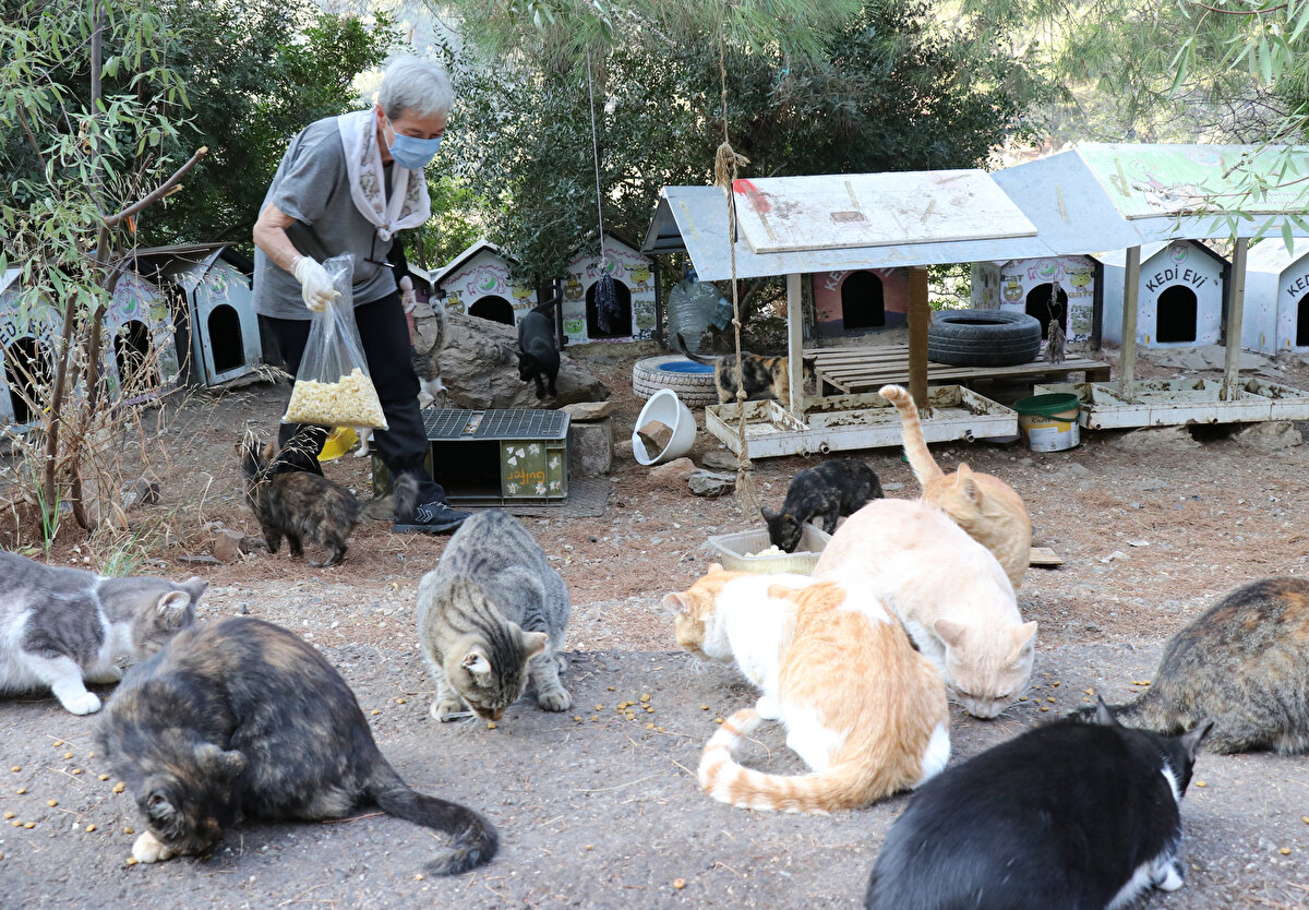 Hayırseverler ve bazı kurumlar tarafından kedilerin soğuk ve yağışlı havalarda korunması için kedi evi yaptıklarını belirten Gürgün, yer seçimi ve güvenlik önlemleri alınmadığı için bunun kedilere yeterince faydalı olmadığını açıkladı.