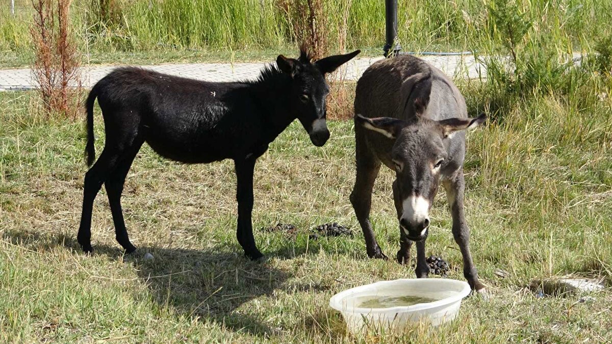 Katır, halkımızın iyi bildiği ve sık rastladığı hayvanlardan bir tanesidir. Katırlar genellikle de üreme yeteneğine sahip değildir. Yalnız babası at, annesi ise eşek olan hibrit hayvana 'bardo' diyoruz. Halk arasında 'bardo' ismi çok fazlaca bilinmez. Eşek görünümlü at ismi de verilebilir diye konuştu.