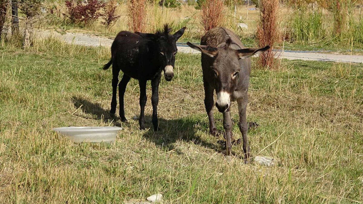 Merkez Müdürü Aslan, “Muş'ta trafik kazası sonucu yaralanan eşek ve yavrusu bize getirildi. Gidecek yerleri ve bakım yerleri olmadığı için bu hayvanları kabul ettik. Anne eşek yaralıyken, yavrusunda gayet sağlıklı olarak geldi. Annesinin tedavisini yaptık, 8 aylık yavrunun ise bakımını yapıyoruz dedi.