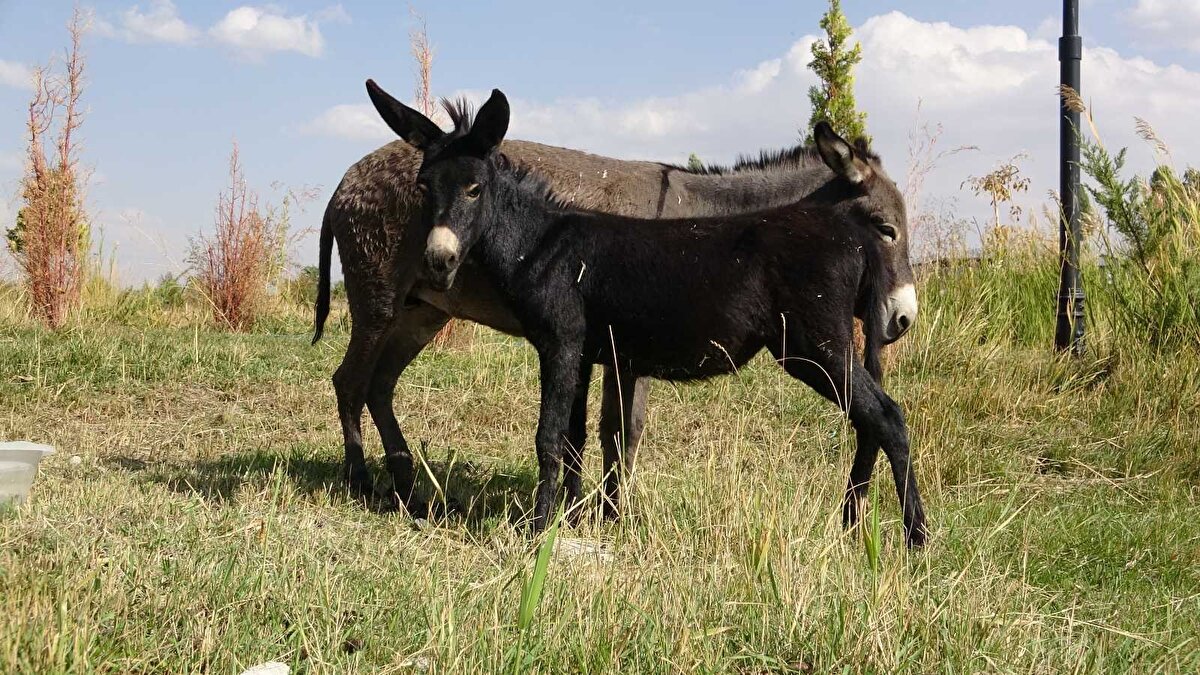 Muş'ta geçtiğimiz günlerde trafik kazası sonucu yaralanan eşek ve yavrusu, Van YYÜ Yaban Hayvanları Koruma Rehabilitasyon Merkezine getirildi. Burada arka ayaklarından yaralanan anne eşek tedavi altına alındı. Anne eşek tedavi edilirken, sağlıklı olan 8 aylık yavrusunun da bakımları yapıldı. Ancak bakımı yapılan yavrunun ne sıpaya (eşek yavrusu) ne de katıra benzediğine dikkat çekildi. Türüne yönelik yapılan araştırma sonucu bu yavrunun erkek at (aygır) ile dişi eşeğin çiftleşmesiyle ortaya çıkan melez hayvan bardo olduğu tespit edildi.