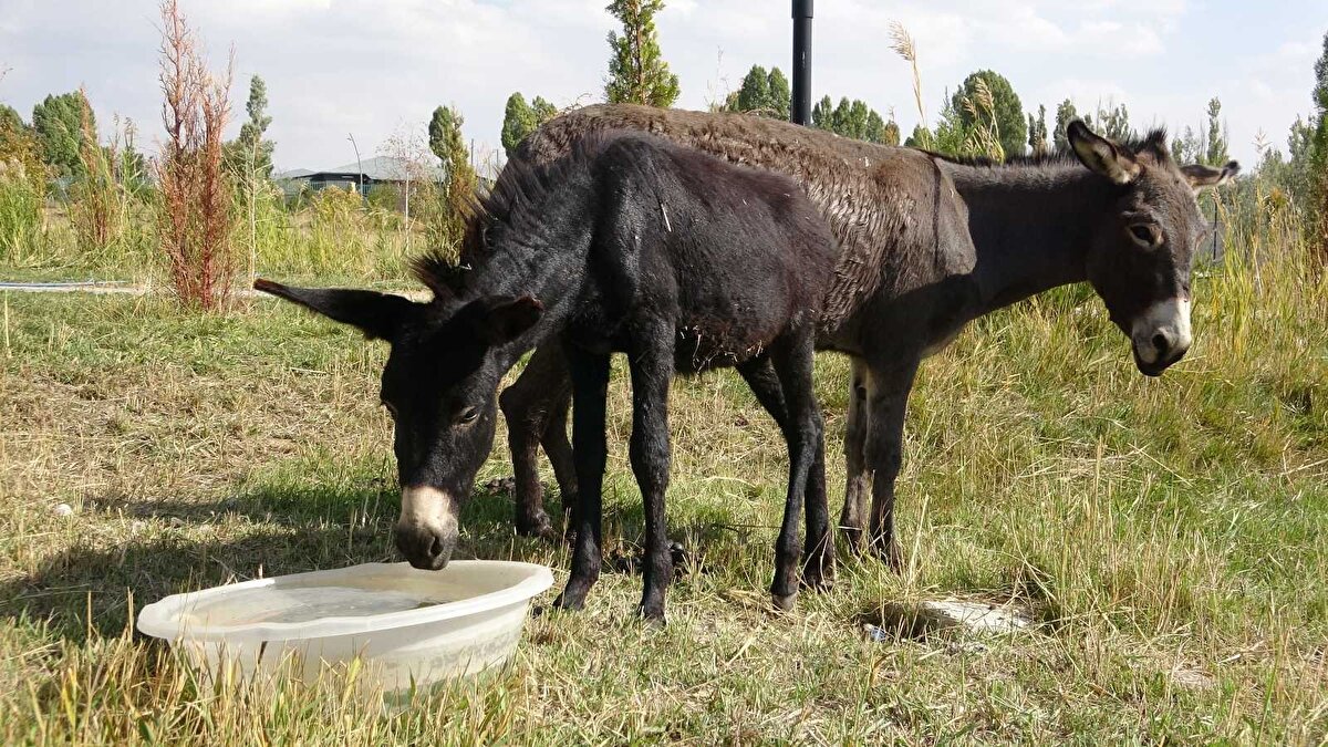 İHA muhabirine konuşan Van YYÜ Yaban Hayvanları Koruma Rehabilitasyon Merkezi Müdürü Prof. Dr. Lokman Aslan, 'bardo' isimli hibrit (melez) hayvanın Türkiye'de nadir bilindiğini ve bu yüzden de bilgi yarışmalarında soru olarak sıkça sorulduğunu söyledi.