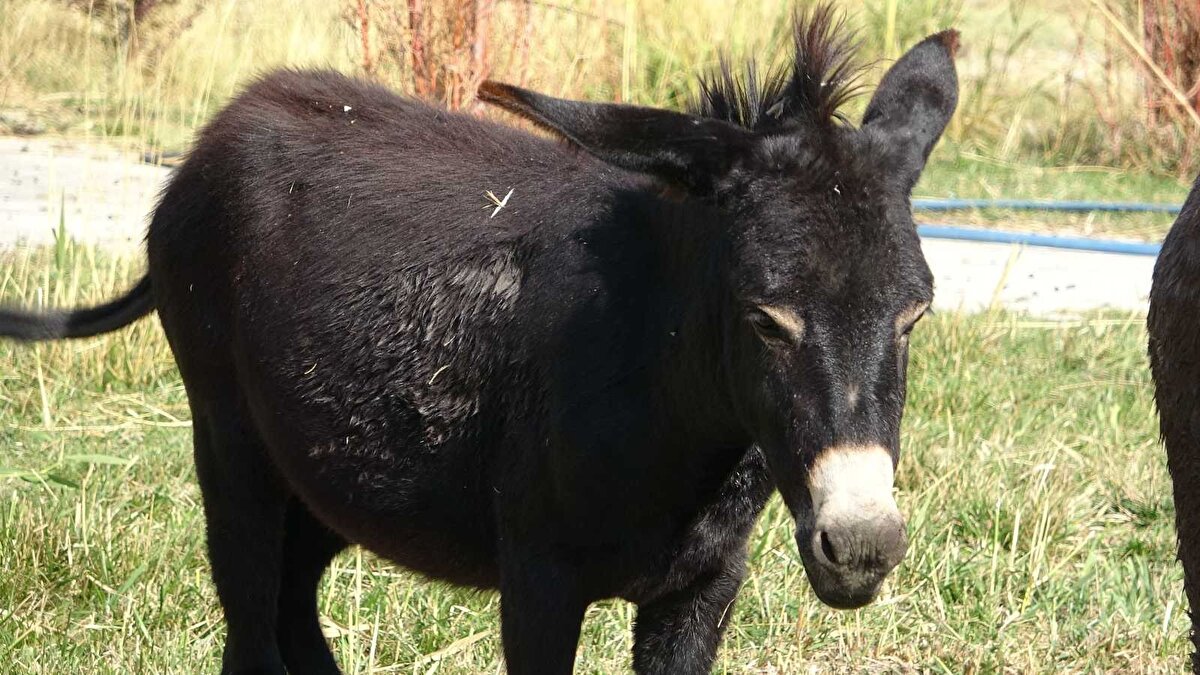 Bardo türünün halk arasında fazla bilinmediğine dikkat çeken Aslan, “Sahipsiz hayvanlar kendiliğinden birleşip üremesini devam ettirmektedir. Yalnız bazen daha güçlü bir birey elde etmek için melezleştiriliyor. Eğer annesi at, babası eşekse doğan melez hayvana 'katır' diyoruz.