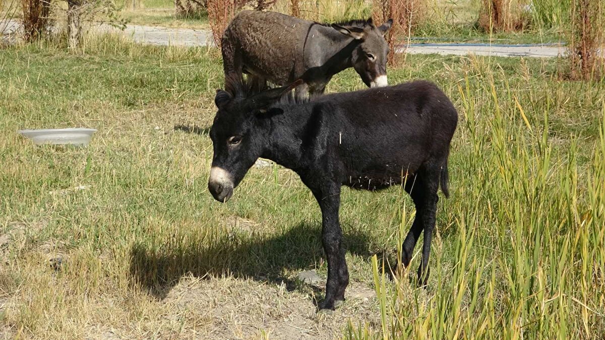 “Bize gelen hayvanın sıpaya benzemediği ve katır da olmadığını fark ettik. Araştırmalarımızda bunun bardo olduğunu tespit ettik. Sahipsiz eşek doğada bir aygırla çiftleşmiş. Bu çiftleşmenin sonucunda bardo diye çok güzel melez bir yavru ortaya çıkmış. Biz bunu yetiştirip sahiplendirip, doğaya salacağız. Ülkemizde hem ismi bilinmez, hem de nadir olarak görülür. Ancak bazı ülkeler bu melezin genetik yönlerinden yararlanmak için yetiştirir.