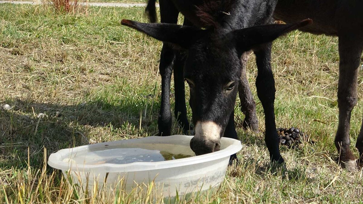 Merkez olarak Van Gölü Havzası'ndaki yaban hayvanlarıyla ilgili bütün sorunlarla ilgilendiklerini ifade eden Prof. Dr. Aslan, yaban hayvanlarının yanı sıra bazen sahipsiz ve evcil yaralı hayvanların da tedavisini yaptıklarını söyledi.