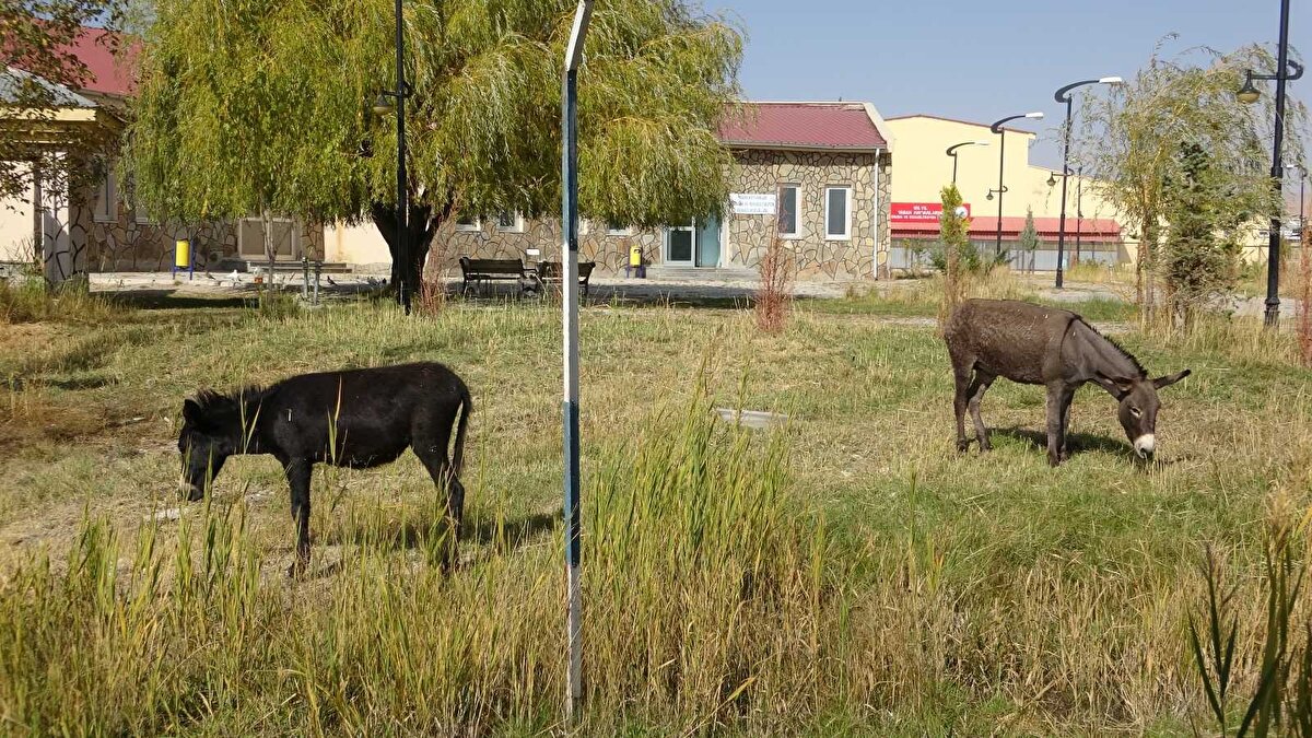 Türkiye'de 'bardo' türünün nadir bilindiğini ancak bazı ülkelerin bu melezin genetik yönlerinden faydalanmak için yetiştirdiğini dile getiren Aslan, sözlerini şöyle sürdürdü:
