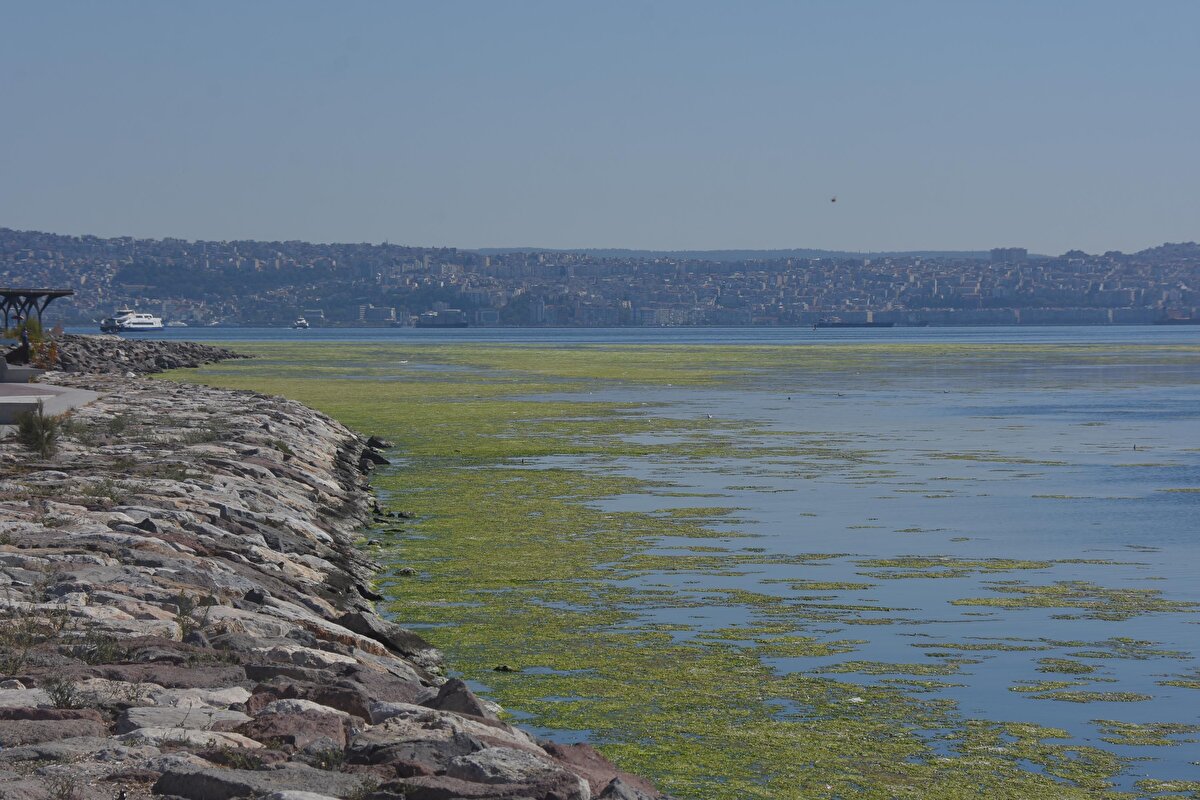 Bazı vatandaşlar yosunların müsilaj olduğunu düşünürken, maddenin 'deniz marulu' olarak da bilinen 'ulva lactuca' olduğu anlaşıldı.<br>
