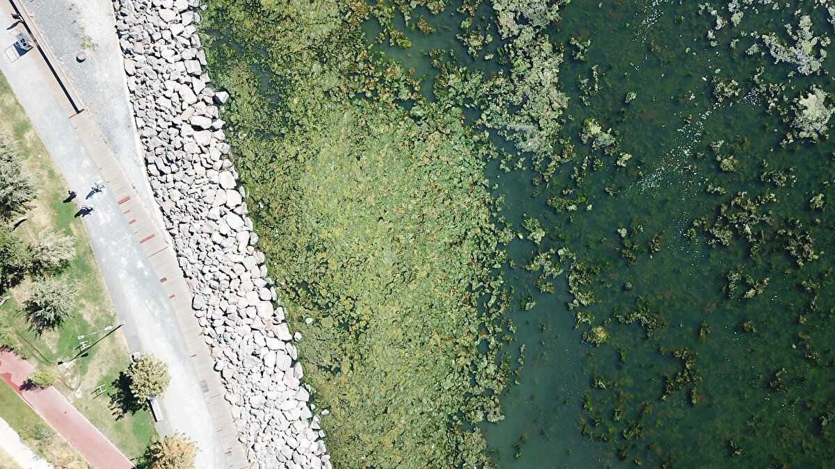 Deniz marullarının en kısa sürede temizlenmesi gerektiğini belirten İhsan Hacıoğlu (38), "Çevresel olarak hoş bir durum değil. Ara ara bunu yaşıyoruz. Müsilaja benziyor'' diye konuştu.<br>