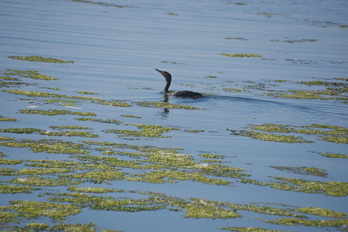 İhbar üzerine belediye ekipleri, sahilde temizlik çalışmaları yaptı. Bölgede geçen yıllarda da aynı görüntüler meydana gelmişti.<br>