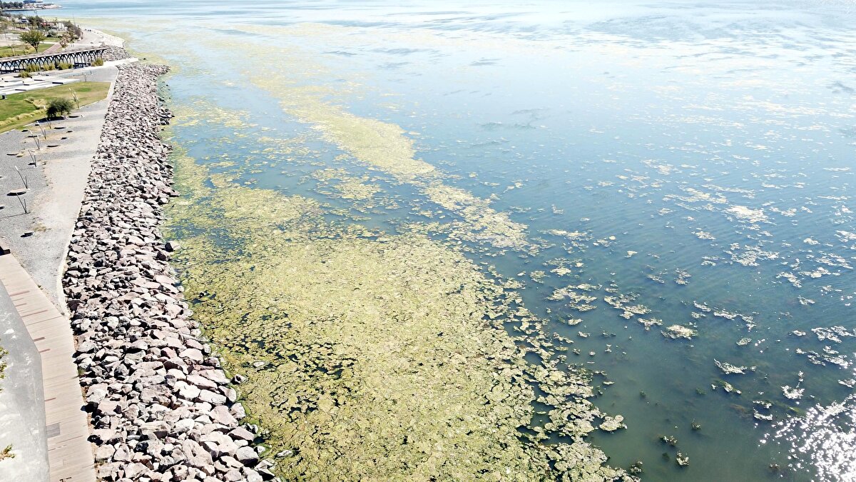Karşılaştığı manzara karşısında oldukça üzüldüğünün altını çizen Zarife Ok (51) da "Pandemiden sonra ilk kez sahile geldim. Manzarayı görünce çok şaşırdım. Çok ilginç bir görüntü var'' şeklinde konuştu.<br>