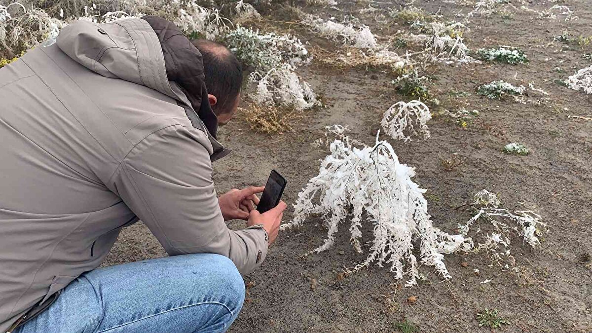 Sarıkamış’ta gece termometreler eksi 10 dereceyi gösterirken, 3 bin 650 rakımda bulunan ormanlarda sarıçam ağaçları adeta kırağı tutarak dondu.<br><br>