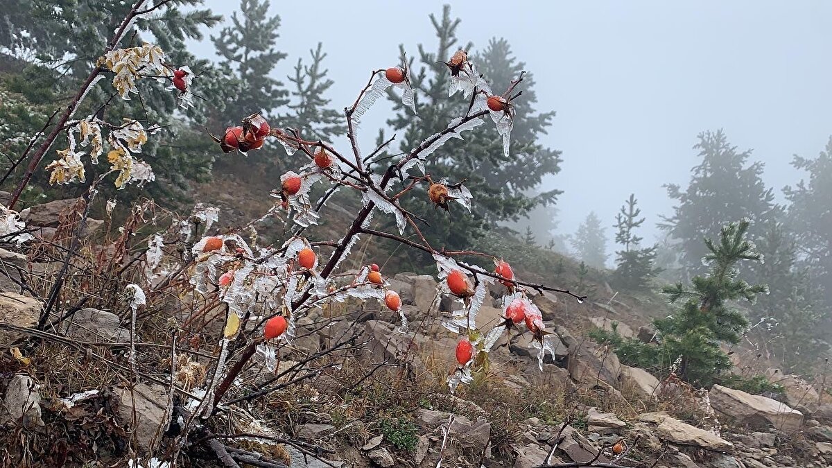 Adeta beyaz çiçek açan çam ağaçlarını görüntüleyen fotoğrafçılar, ekim ayında daha önce Sarıkamış’ta ağaçların kırağı tutmadığına dikkat çektiler.<br><br>
