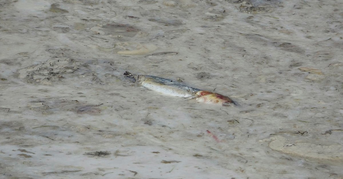 "Balıklarda kimyasal anlamda kirlilik olabilir mi?", "Marmara Denizi kirleniyor ağır metal tehlikesi söz konusu olabilir mi?" konusunun da geçmişten bugüne var olan bir konu olduğunu ifade eden Prof. Dr. Erkan, sözlerini şöyle tamamladı:<br><br>"Ağır metal ciddi bir tehlikedir, sanayi atıklarının kontrolsüzce bırakıldığı akuatik ekosistemden çıkan her gıda maddesi için bu tehlike vardır. Risk boyutuna ne zaman gelir? Ağır metal besin zinciri içinde katlanarak artan bir parametredir. Yaşam ömrü kısa olan hamsi, istavrit gibi balıklar dip balıklarına göre ve yaşam ömrü uzun olan ton balığı gibi balıklara göre daha düşük risk içermektedir. Haftada 2-3 defa hamsi ve istavrit yemekte hiçbir sakınca yokken, dil balığı, mezgit, karides, barbun gibi dip canlılarını ve özellikle doğadan gelen midyenin hassas tüketici grubu olan hamileler, çocuklar, yaşlılar, belli bir bağışıklık sistemi rahatsızlığı olanların iki haftada bir porsiyon tüketimi daha uygundur."