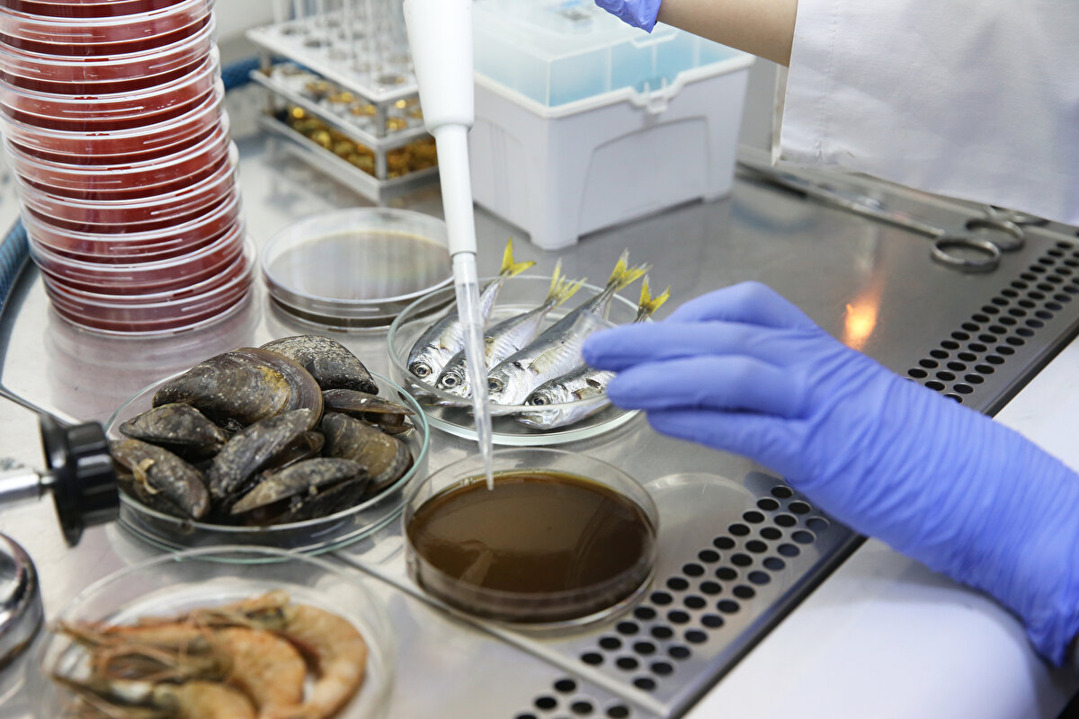 Proje kapsamındaki kimyasal analiz sonuçlarının henüz çıkmadığını ifade eden Erkan, "Fakat burada da beklentimiz çok farklı yönde değil. Marmara Denizi bir günde kirlenmedi, kirlenmeye devam ediyor. Birtakım tehlikeler gıdanın her tipinde vardır. Bu tehlikenin risk boyutuna gelmemesi lazım." diye konuştu.<br>