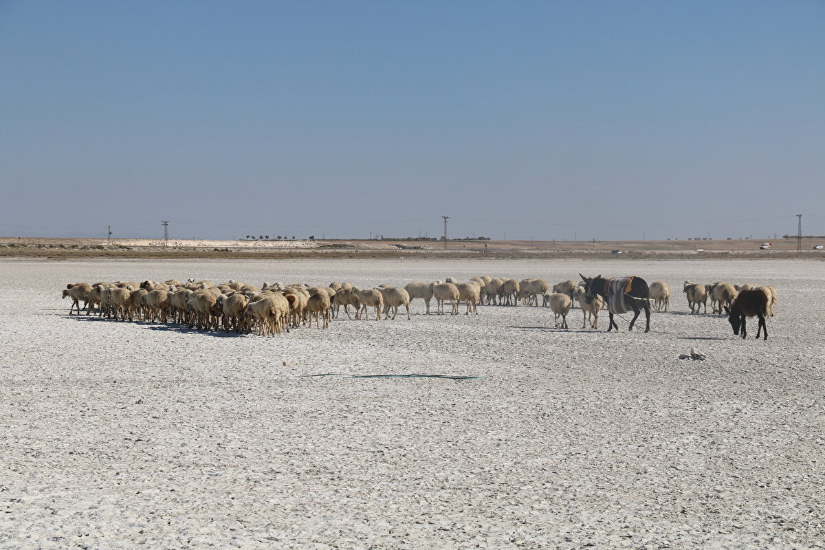Çoban Alaattin Arık da gölün kurumasına çok üzüldüklerini, kuraklığın bölgeyi çok etkilediğini söyledi.<br>