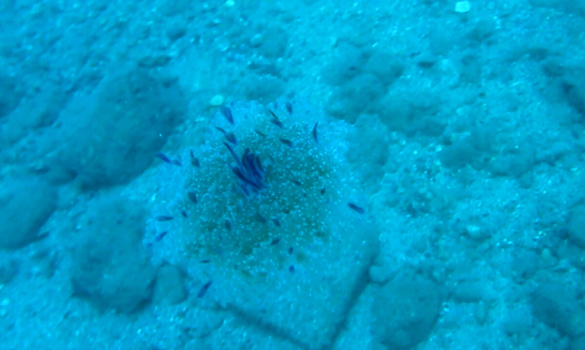 Kızıldeniz'den gelerek Akdeniz ve Ege sahillerine yerleşen ve burada hem balıklara hem de balıkçılara zarar veren başta balon balığı olmak üzere aslan balığı, denizkestanesi gibi göçmen türlerin sayısı 65'e yükseldi. Küresel ısınma ve Süveyş Kanalı'nın derinleşmesi nedeniyle göç eden türler, Akdeniz'i kendilerine yurt edindi.<br>