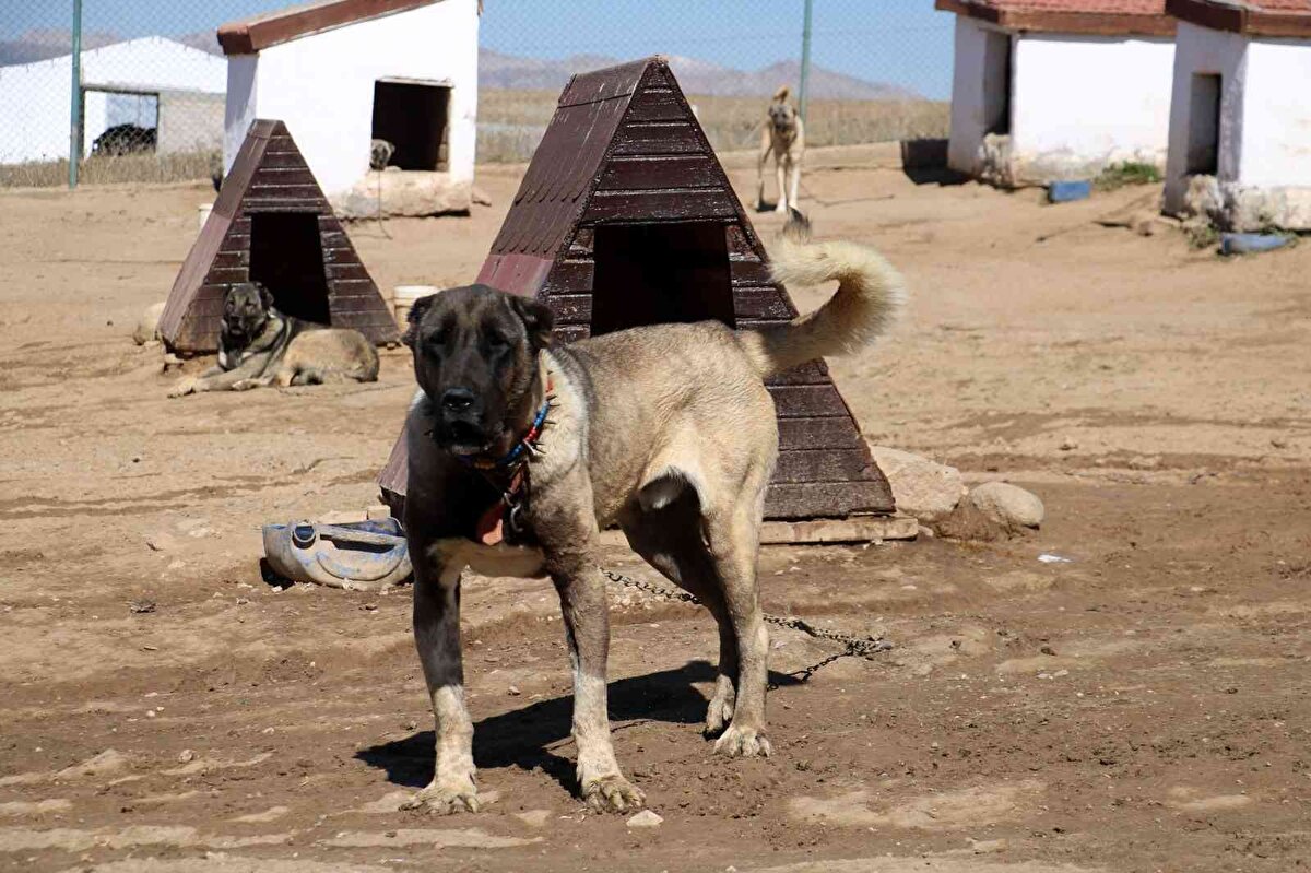 250-350 bin lira arasında fiyat görüyor. Tabi bunlar bizim damızlıklarımız oldukları için vermiyoruz diye konuştu.
